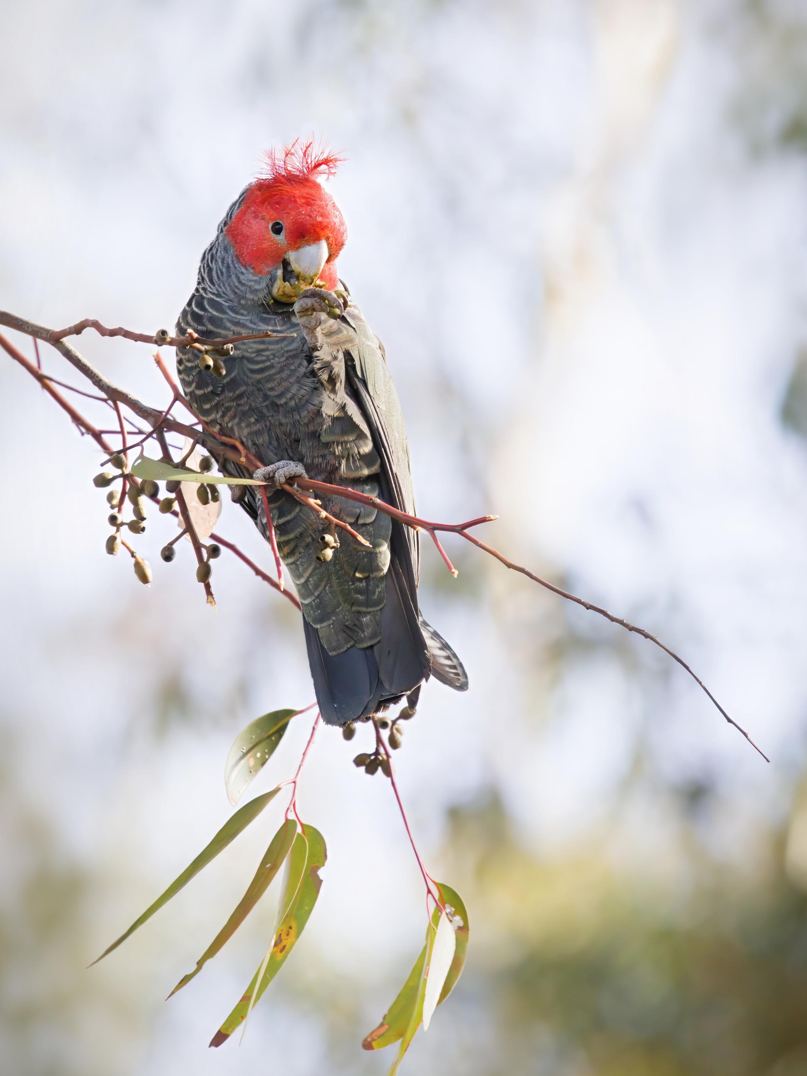 A male gang gang holding and eating a seed pod. A few eucalyptus leaves hang below against a blurred pale background.