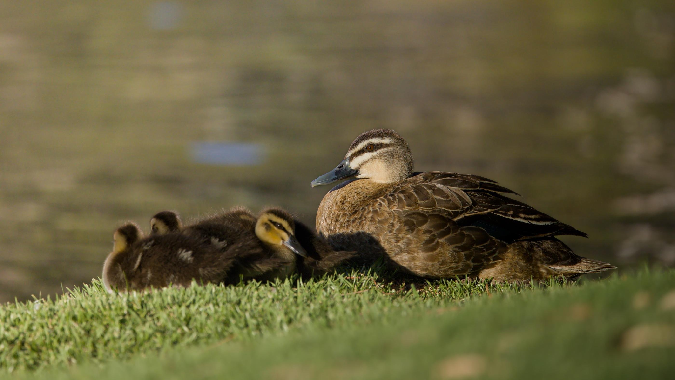 A female Pacific Black Duck resting on a grassy bank beside several ducklings huddled close together, with calm water blurred in the background.
