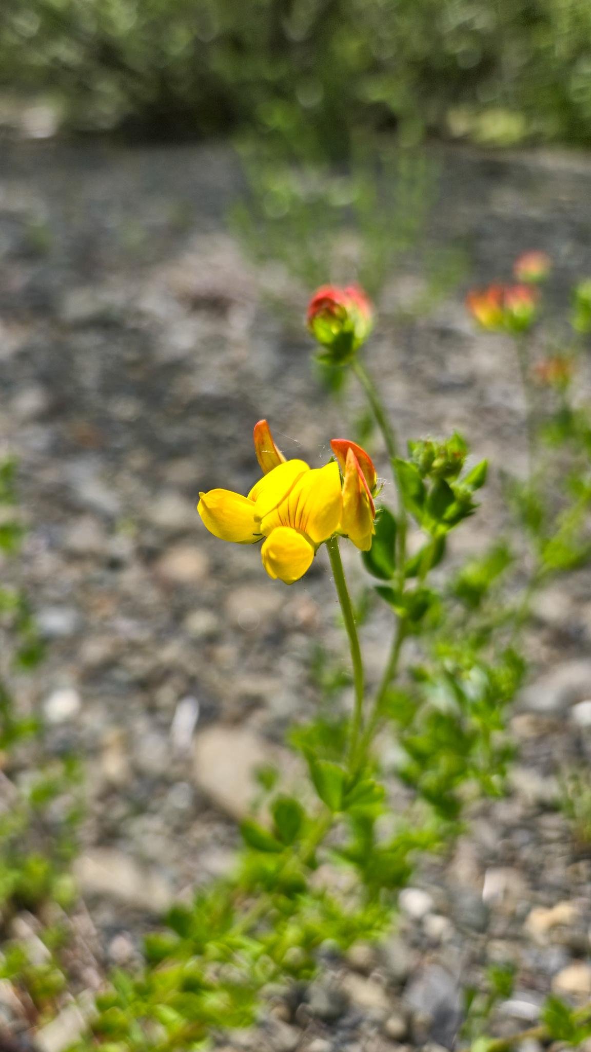 Yellow flower with red-tipped petals in focus, surrounded by green foliage. The background is blurred with gray and brown pebbles visible on the ground.