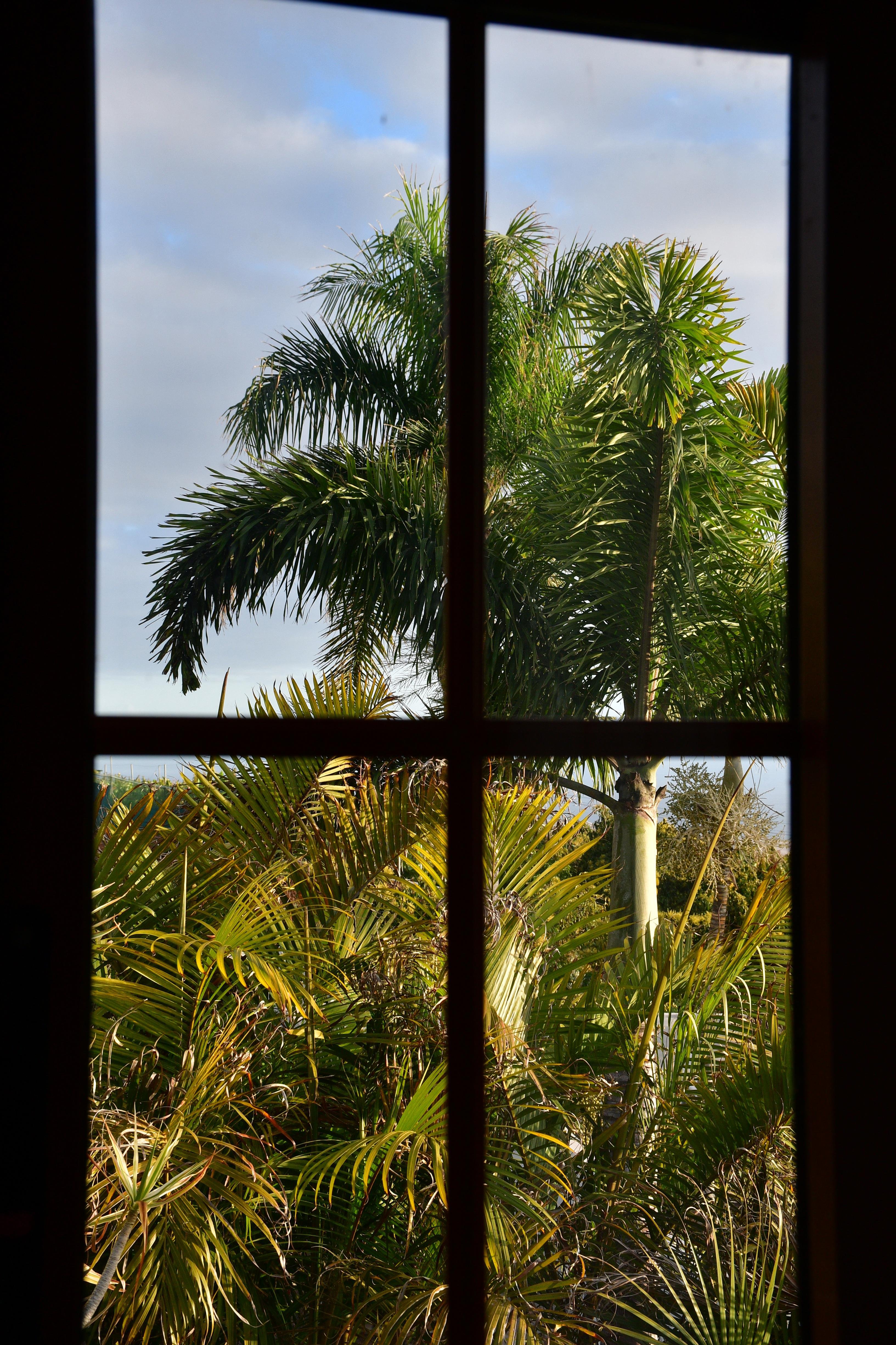 View through a dark window with cross-shaped muntins, showing sunlit palm trees and dense tropical foliage against a partly cloudy blue sky. 
### 
Blick durch ein dunkles Fenster mit kreuzförmigen Stollen, die sonnenbeschienene Palmen und dichtes tropisches Laub vor einem teilweise bewölkten blauen Himmel zeigen.