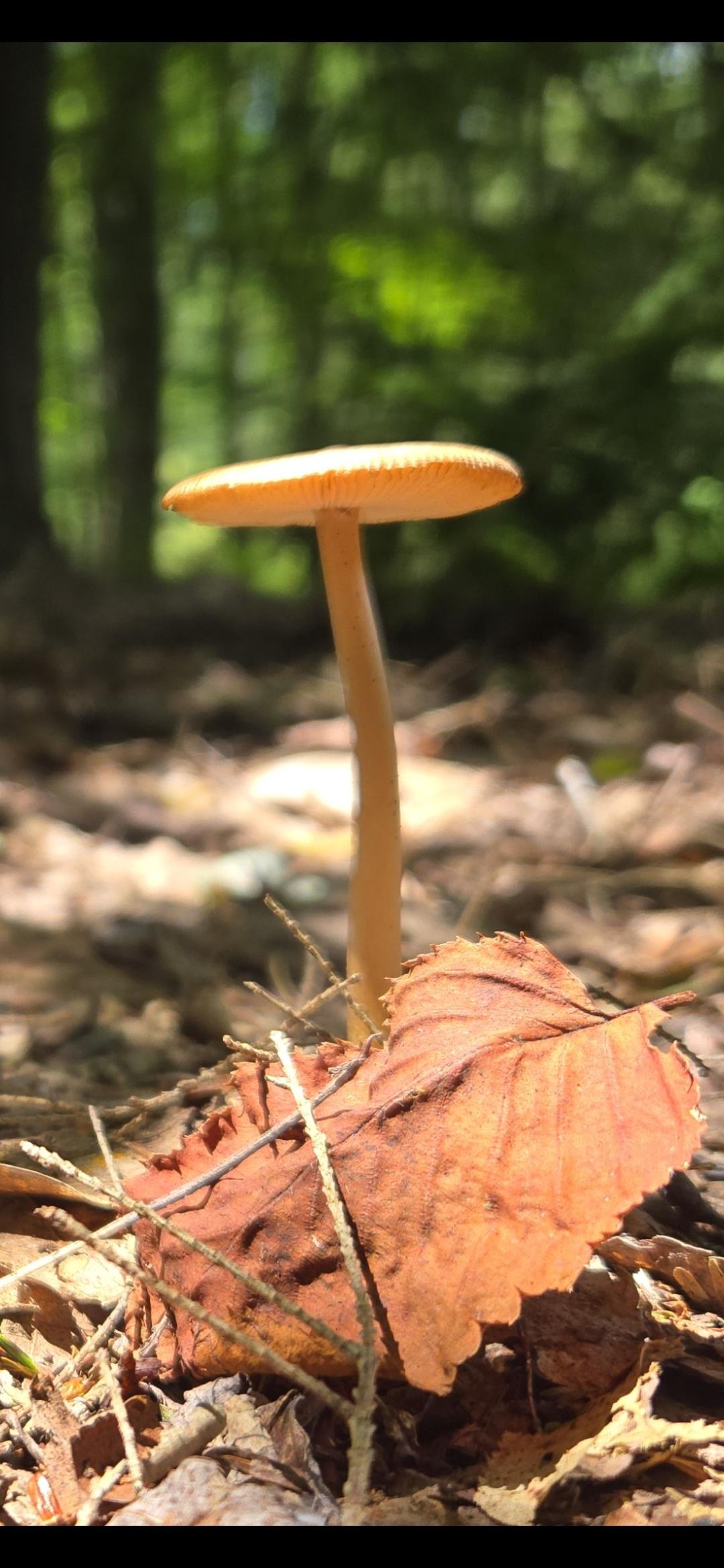 Tan mushroom and rich brown leaf lit by a sun shaft on the forest floor.