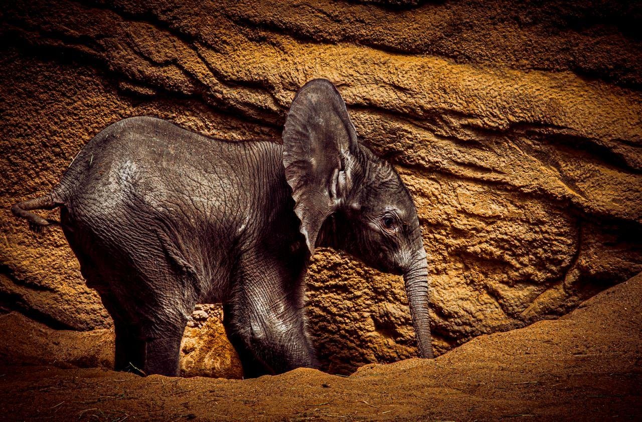 Side view of a young elephant walking on sandy ground, with a textured brown rock wall filling the background.