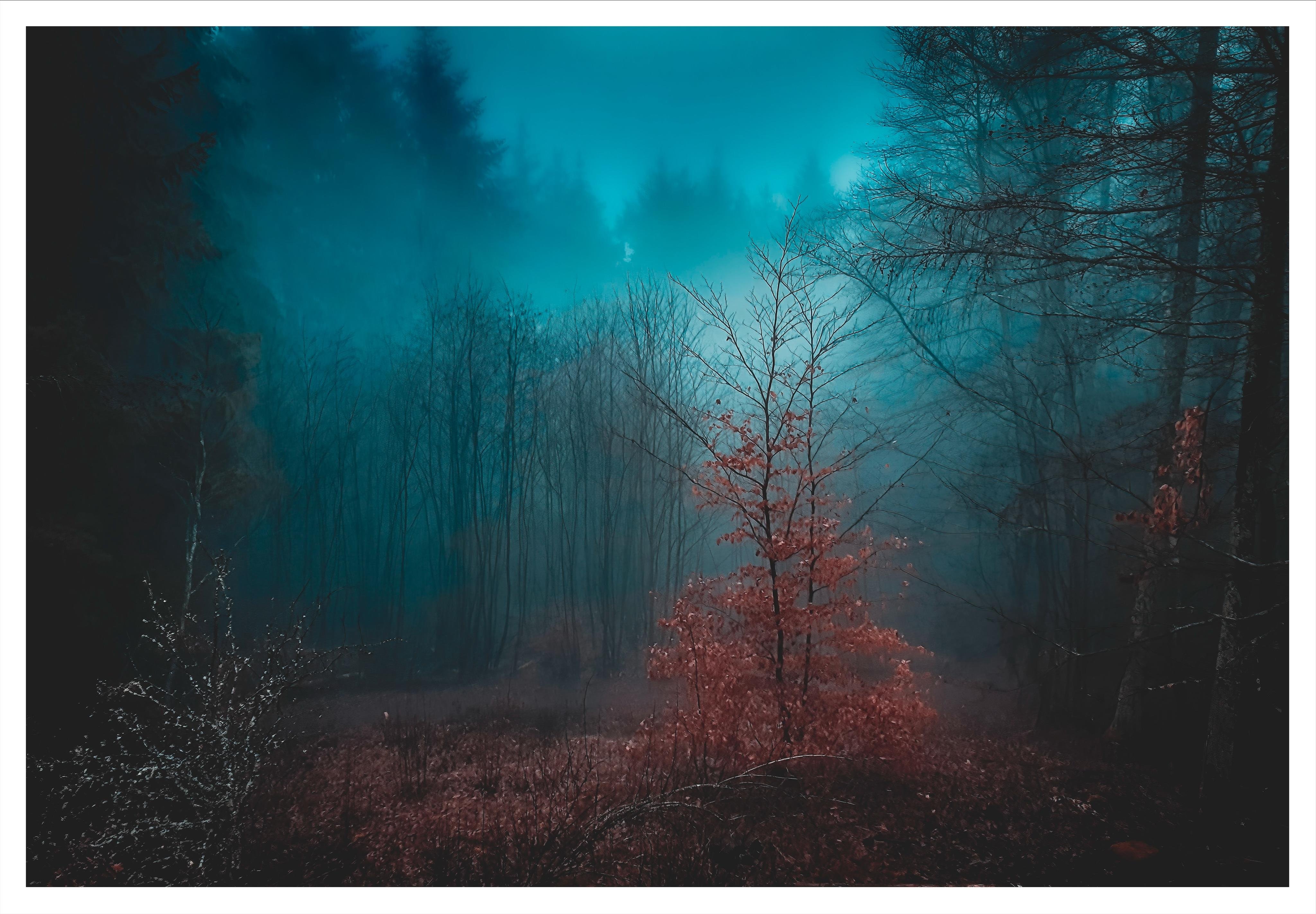 Misty forest landscape with leafless trees fading into blue fog, a small tree with red leaves in the center foreground, and dark tree trunks framing the scene on both sides.