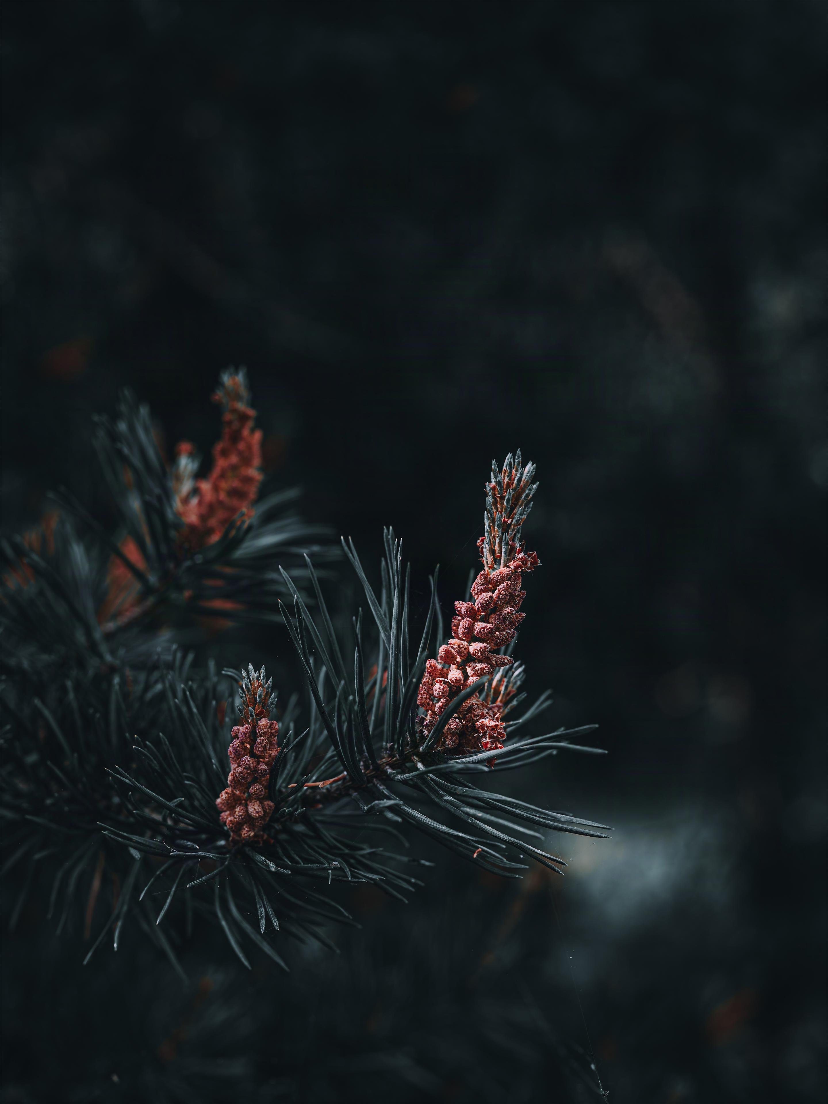 Dark pine needles with clusters of small, textured reddish-brown cones on a branch, set against a blurred dark background. The cones are positioned off-center to the right, with the needles extending outward.
