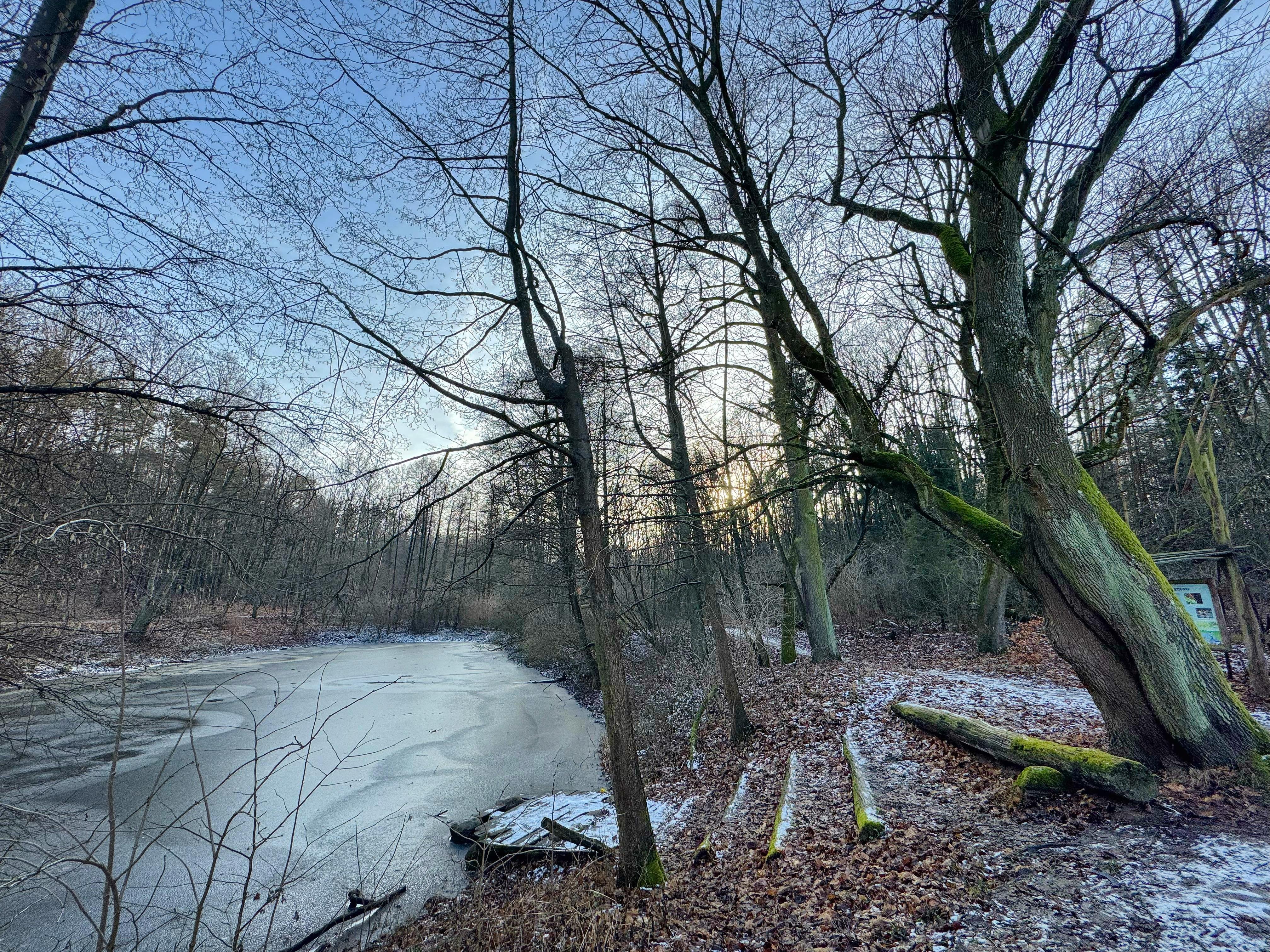 This image shows a winter landscape with a frozen pond or small lake. Bare trees surround the scene, some with moss-covered trunks. The ground is lightly dusted with snow and covered in fallen leaves. The scene has a calm and serene winter atmosphere.