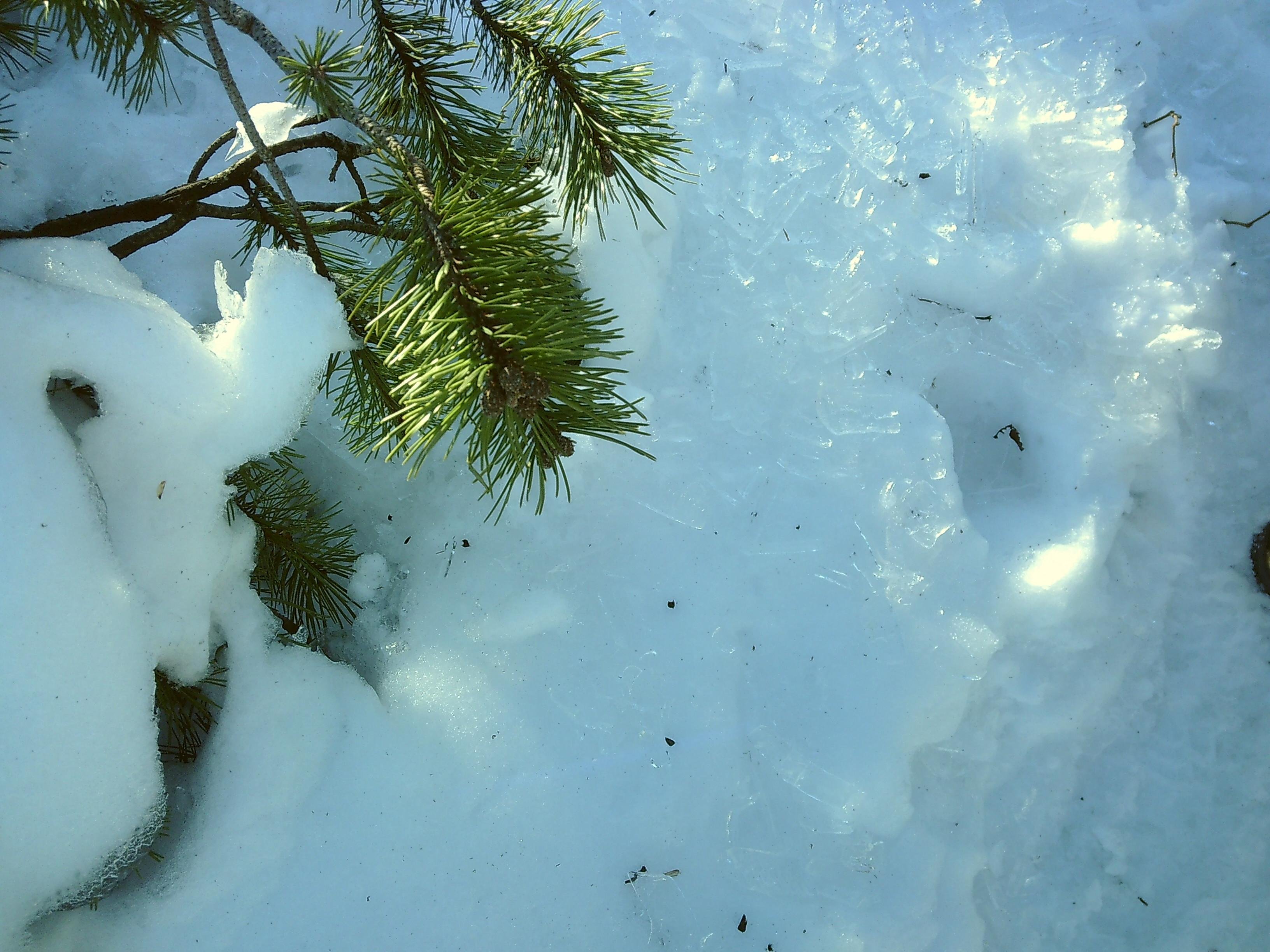 The image shows a snowy scene with a green pine branch resting on the snow. The snow appears to be packed and there are some icy textures visible, suggesting cold conditions.
