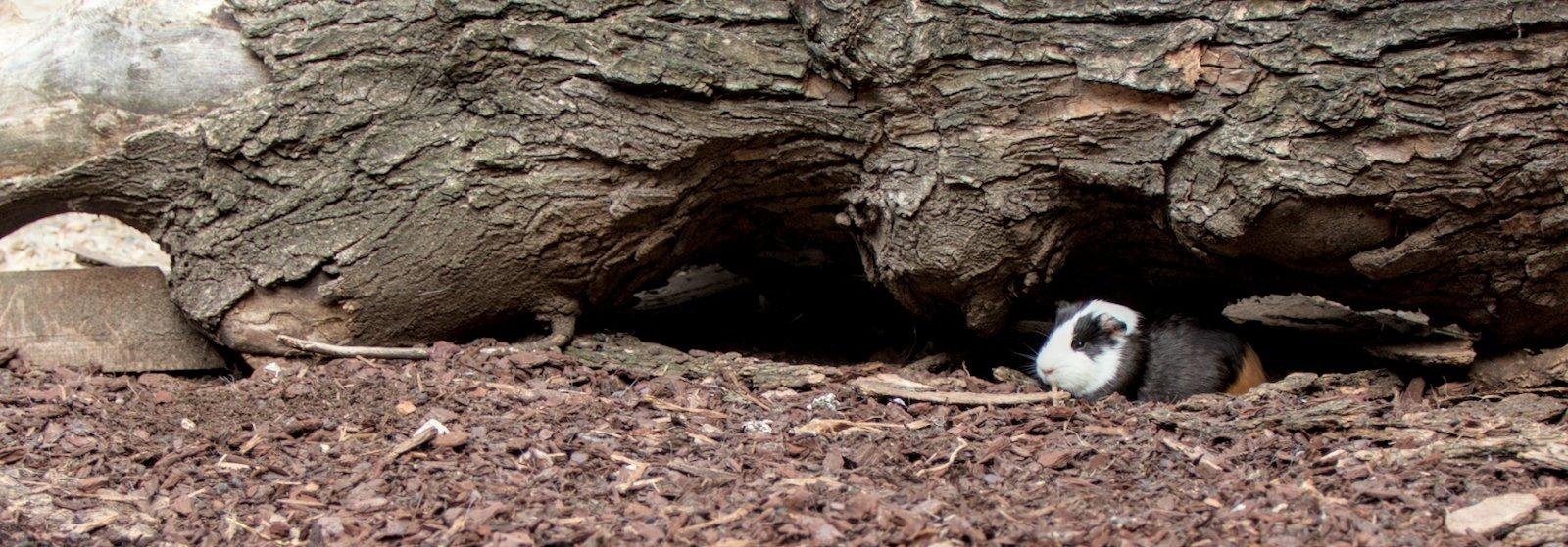 un cochon d’inde caché dans une cavité sous un tronc d’arbre couché