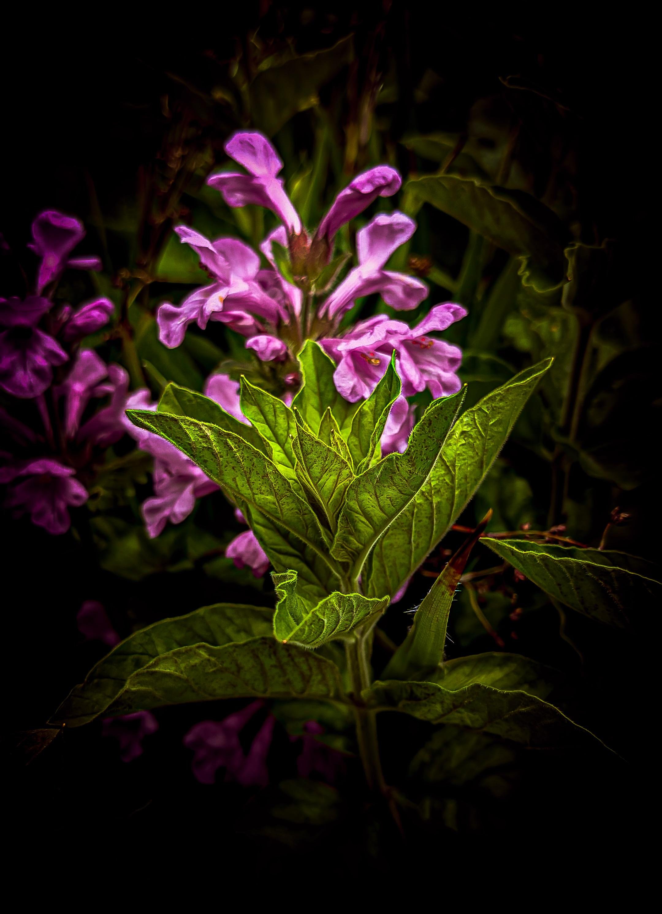 Cluster of pink-purple tubular flowers rising above large veined green leaves in the foreground, with a dark, softly blurred background and vignette around the edges.