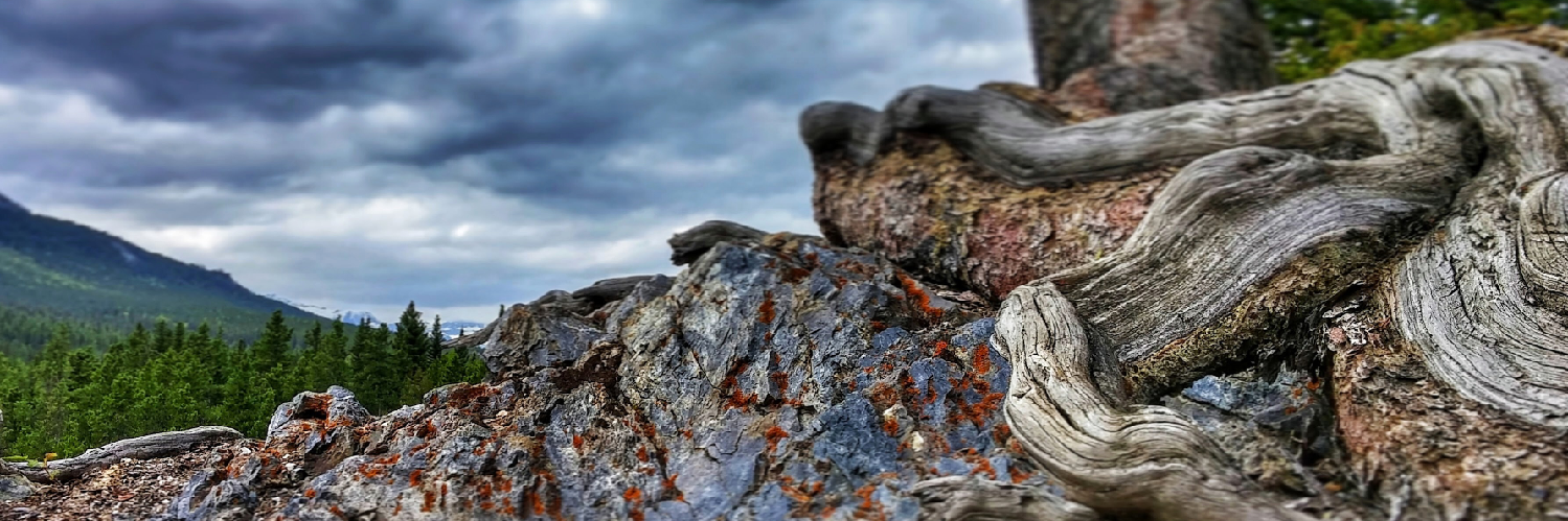 header profile