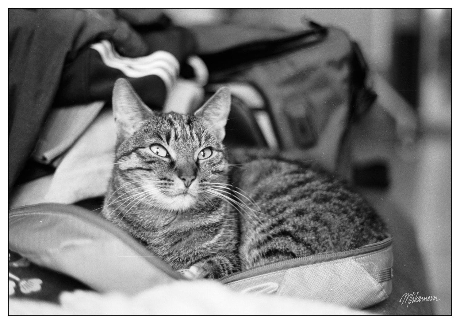 Tabby cat lying curled in an open suitcase among folded clothes, looking toward the camera in a black-and-white photo with a blurred background.