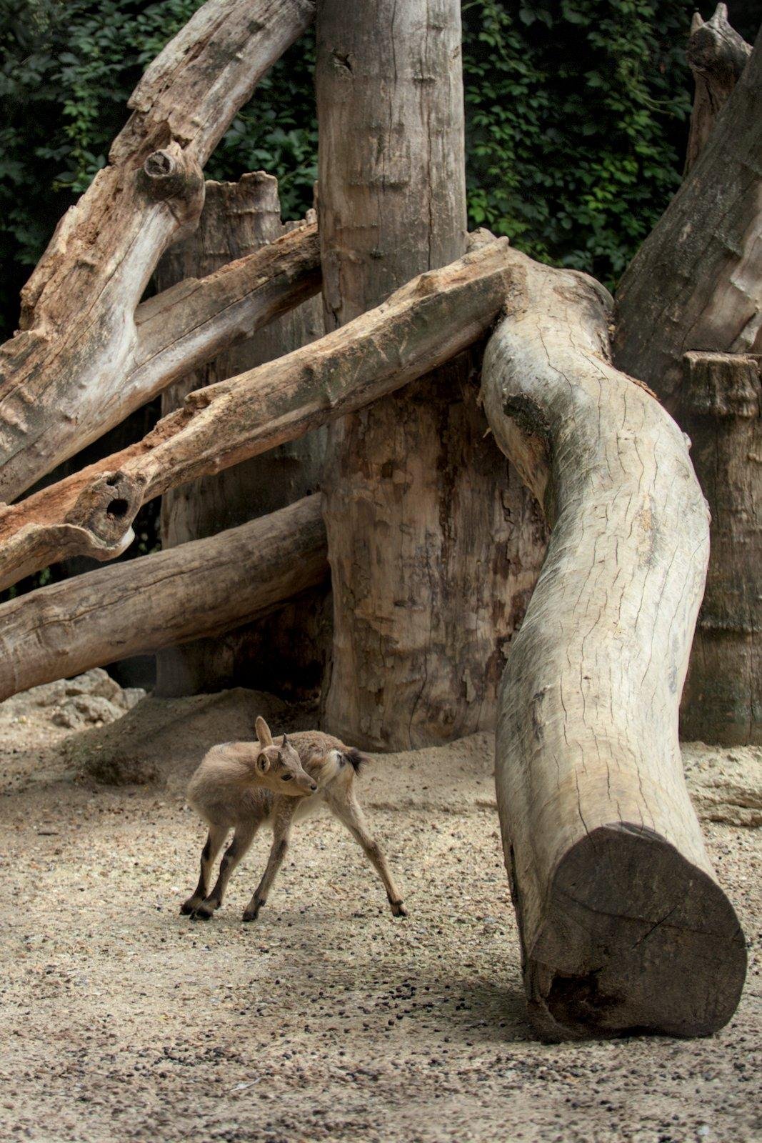 Photo format portrait montrant un tout jeune cerf qui regarde derrière lui, entouré de tronc d’arbre dont l’écorce a été enlevée, et posés pour enrichir l’enclos