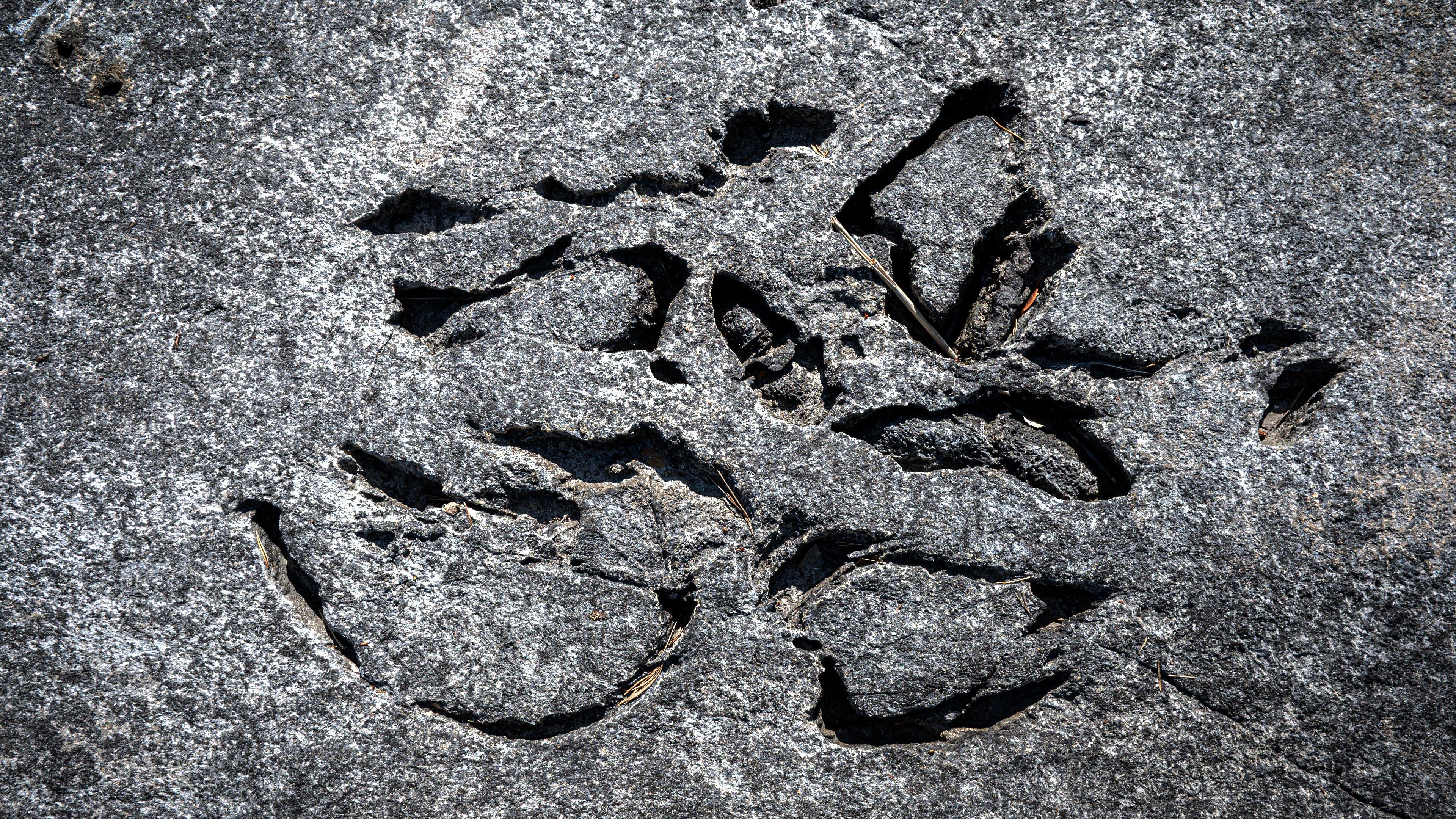 Petroglyph etched into a rough gray stone surface, depicting abstract shapes and lines. The carvings form a recognizable pattern against the naturally textured rock background. Shadows within the grooves highlight the engravings, adding contrast.