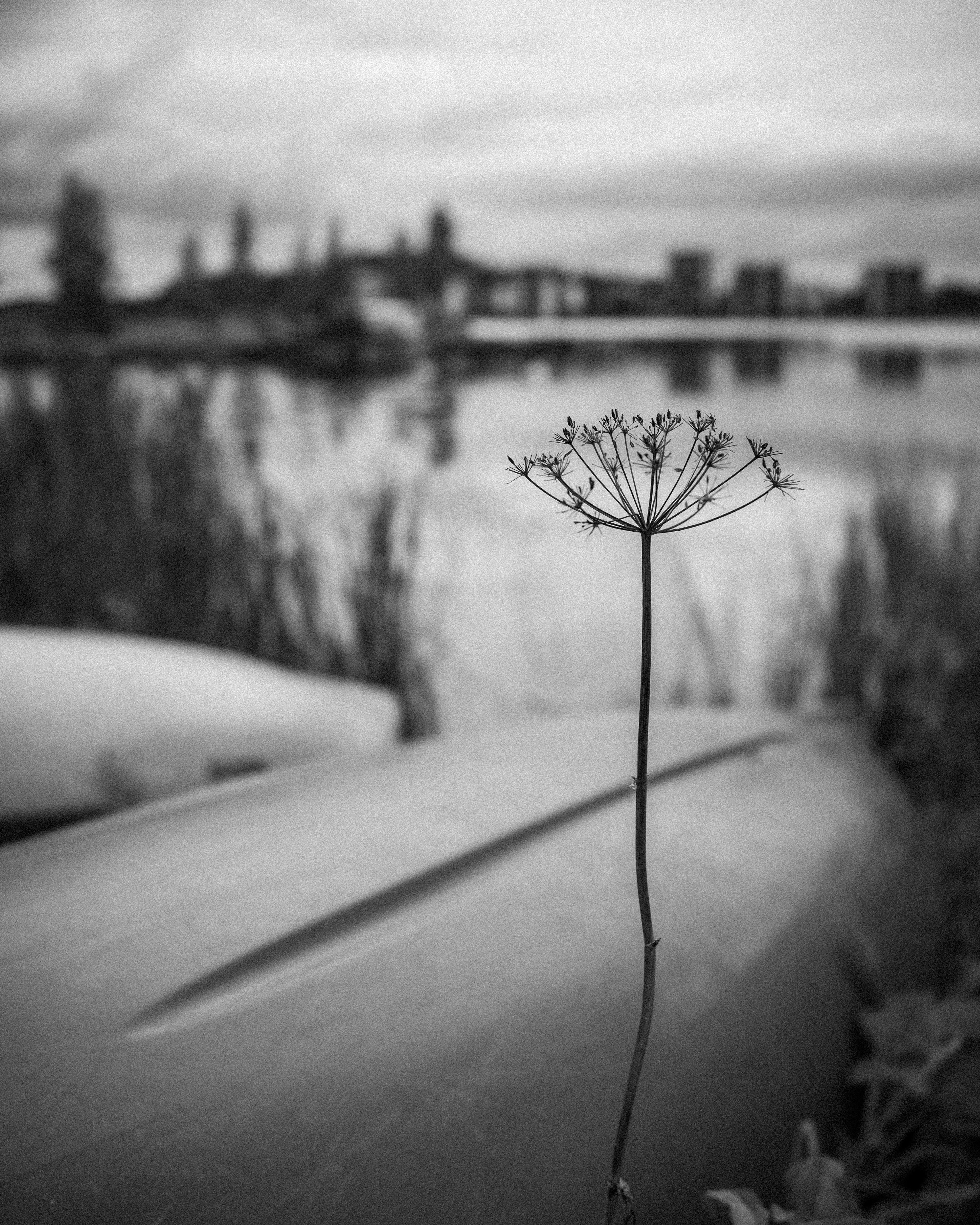 The image is in black and white and features a close-up of a plant with a tall, thin stem and a cluster of small seeds or flowers at the top. Behind it, there's an out-of-focus view of a large body of water with the silhouette of buildings in the background. In the foreground, there appears to be a canoe or kayak. The scene gives a calm and serene atmosphere.