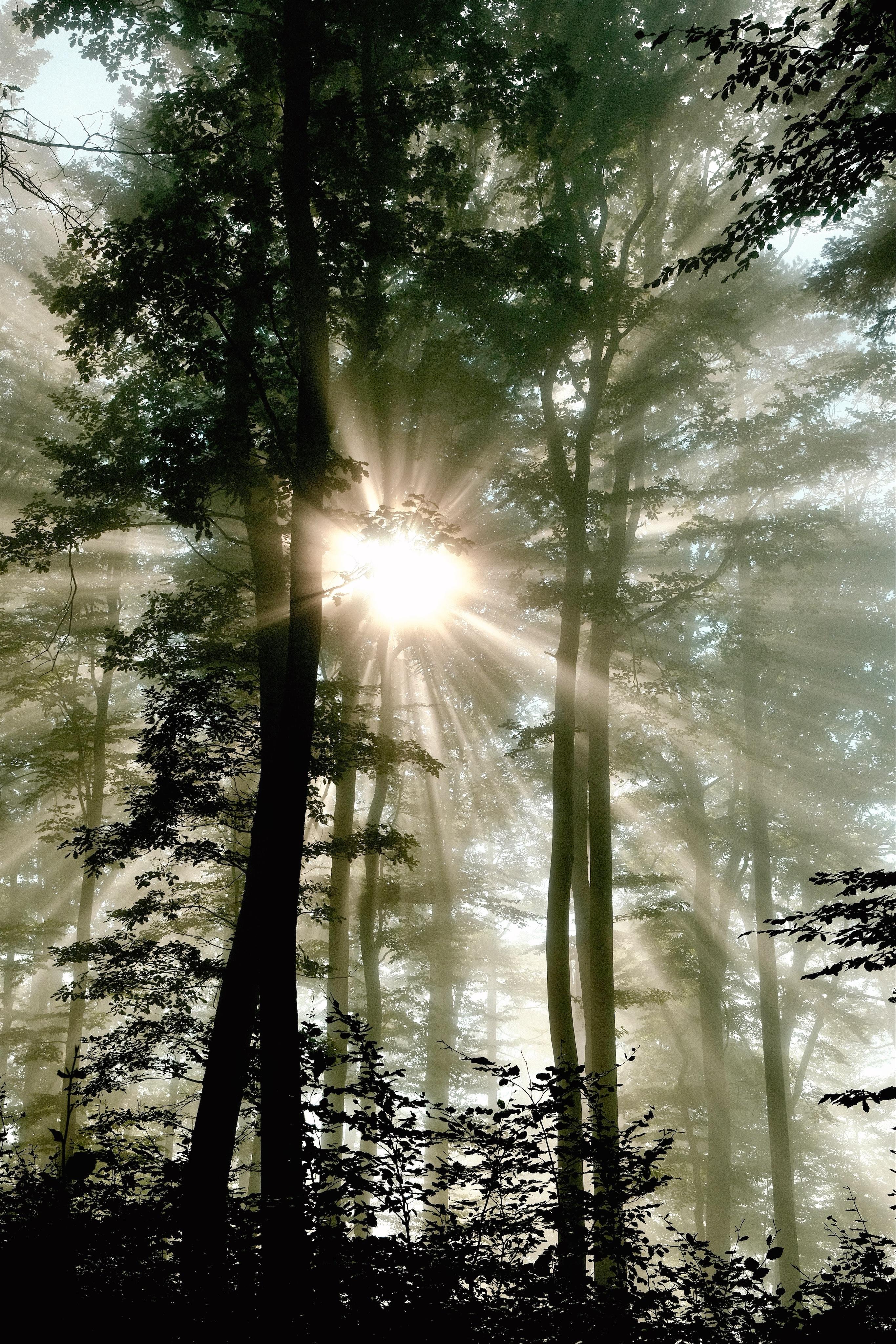 Sonnenstrahlen platzen durch dichte Baumkronen in einem nebligen Wald, mit hohen Stämmen in Silhouette und belaubtem Unterholz im Vordergrund.