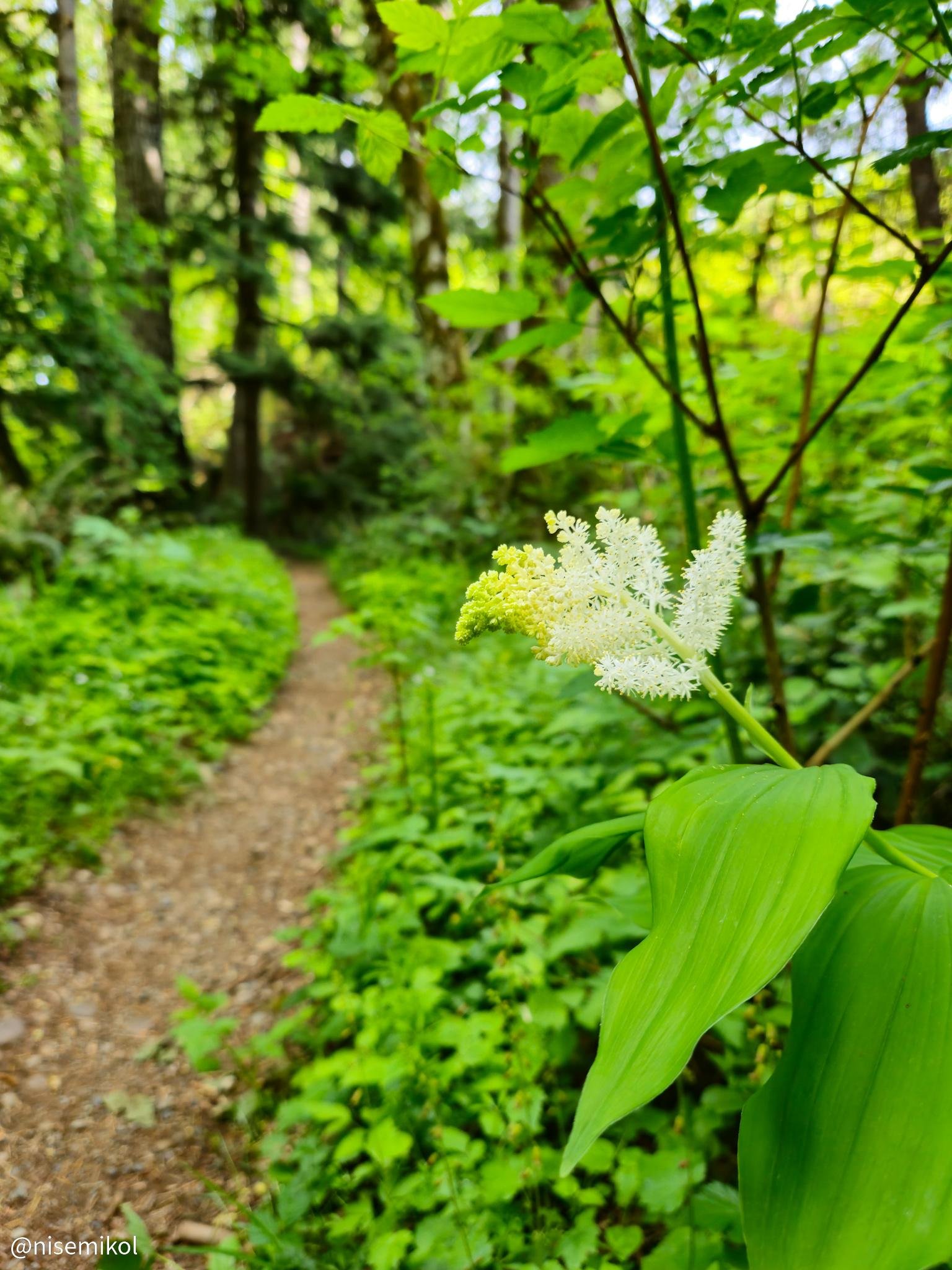 A woodland path winds through a dense green forest. In the foreground, a plant with broad green leaves and white feathery flowers is prominently visible. Sunlight filters through the trees, illuminating the lush foliage and casting dappled shadows on the narrow dirt trail.