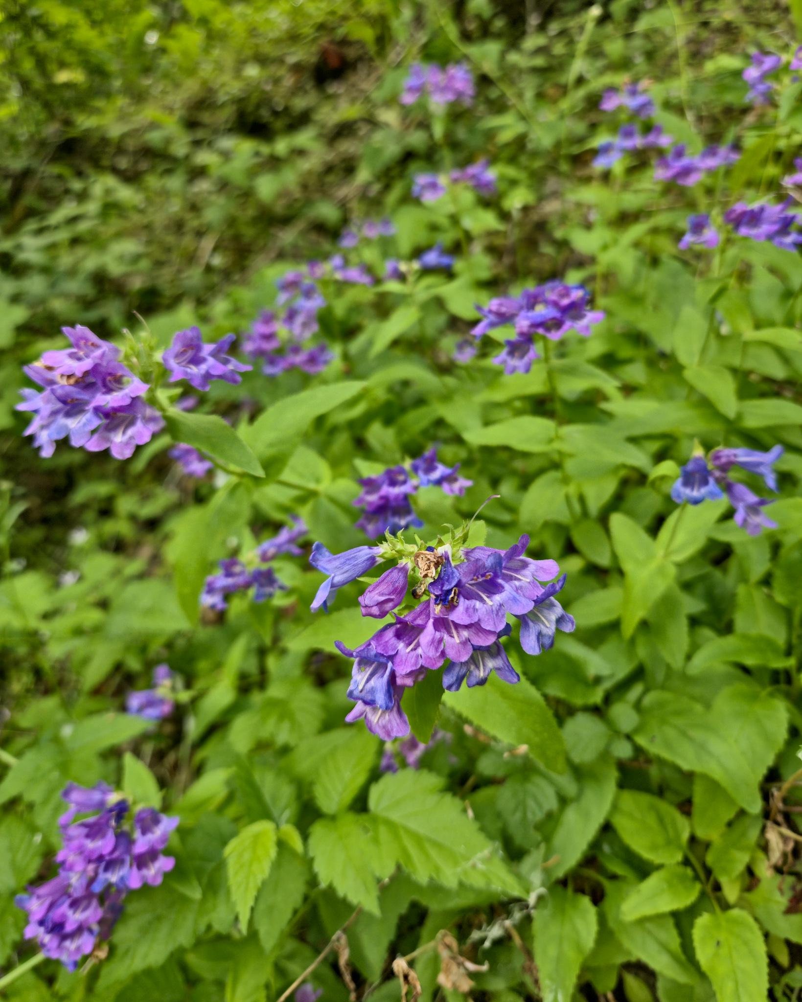 Purple wildflowers with trumpet-shaped petals cluster together amidst lush green foliage. The background features more of the same flowers, slightly blurred, among dense greenery.