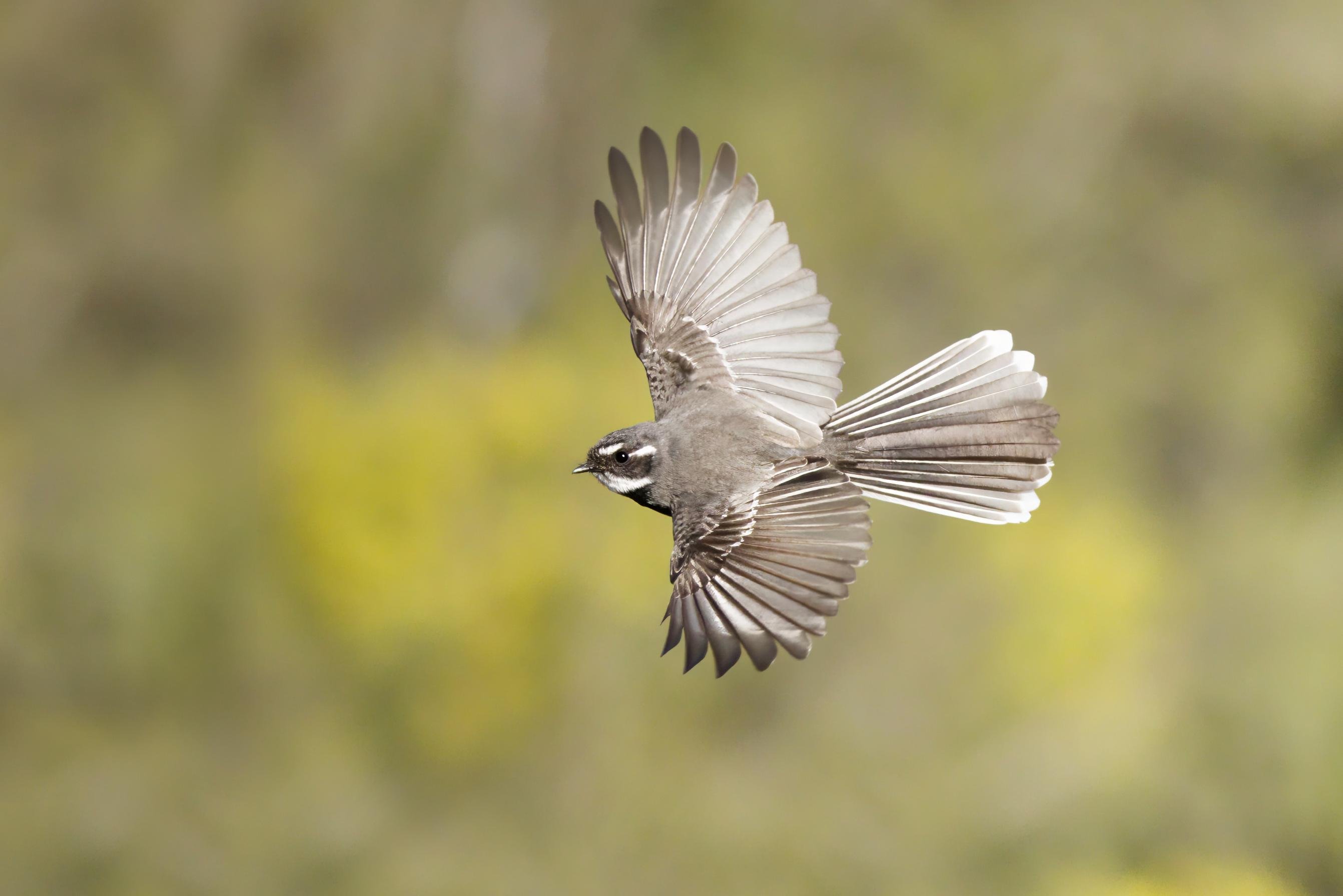 A Gray Fantail in mid-flight with wings fully spread and tail fanned, facing left against a blurred green and yellow background.