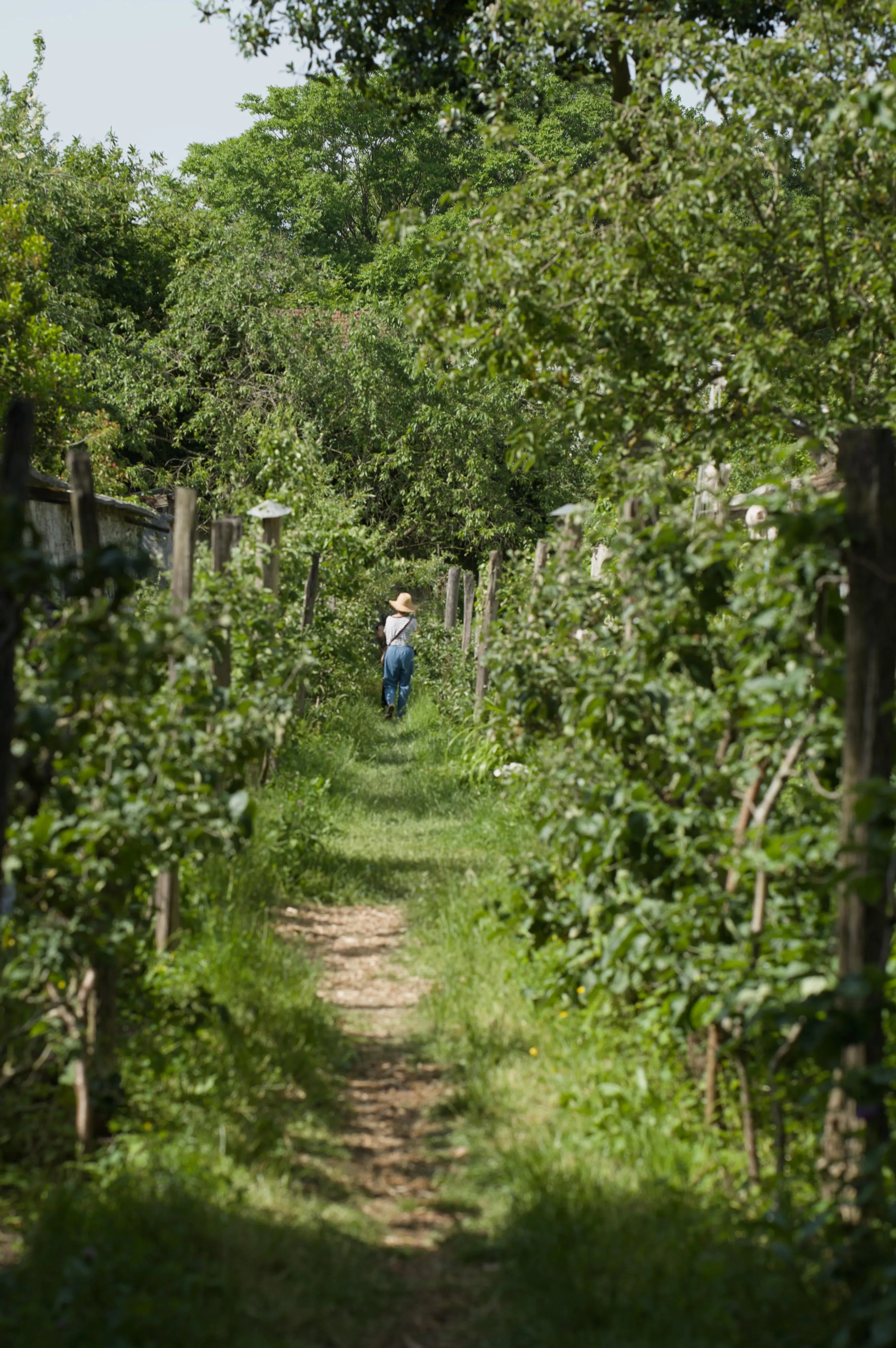 Photograph of a garden path in depth, bordered with wooden poles on which green plants are growing. At the end of the path, a woman wearing a straw hat is walking away from the camera, towards trees with green leaves dominating the garden.