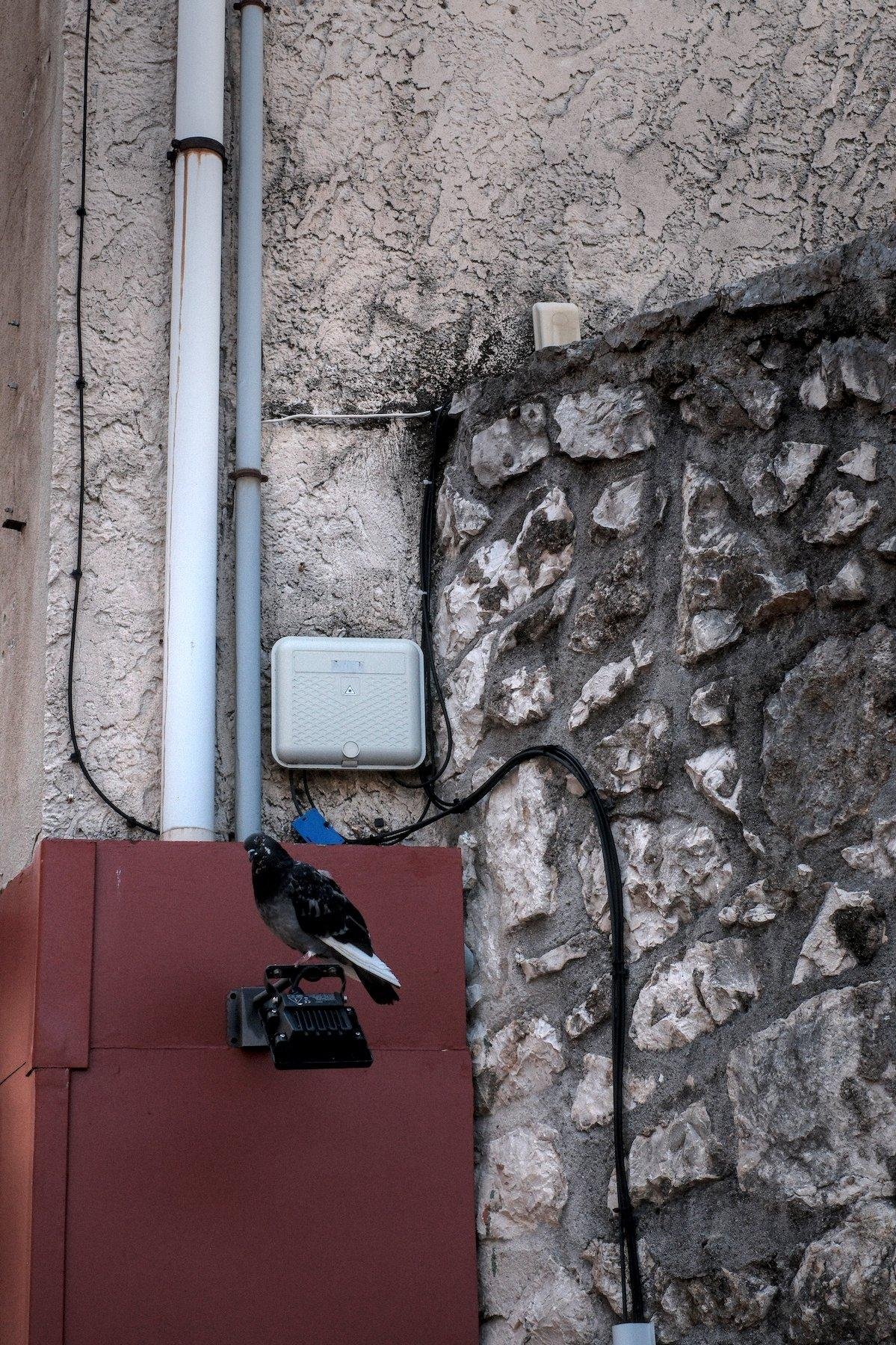 Photo verticale. En bas à gauche, une boite électrique rouge, avec sur la paroi face à nous, une lampe noire accrochée, sur laquelle est perché un pigeon très sombre qui se confond presque avec la lampe. Un plumage blanc sur la queue le trahis. Autour, un mur en pierre, une gouttière et des gaines électriques