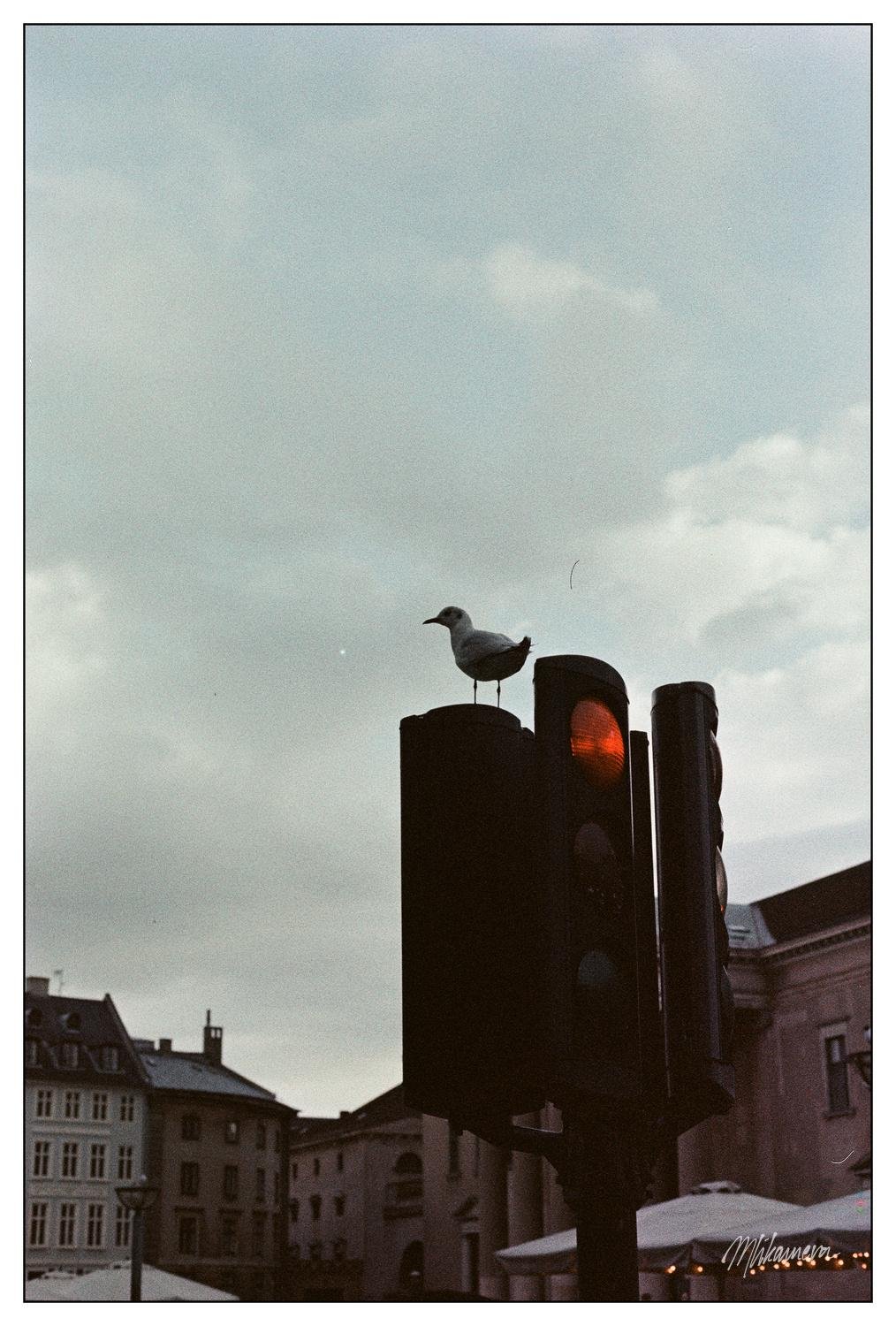 Seagull perched on a traffic light with the red signal illuminated. The background features a cloudy sky and European-style buildings.