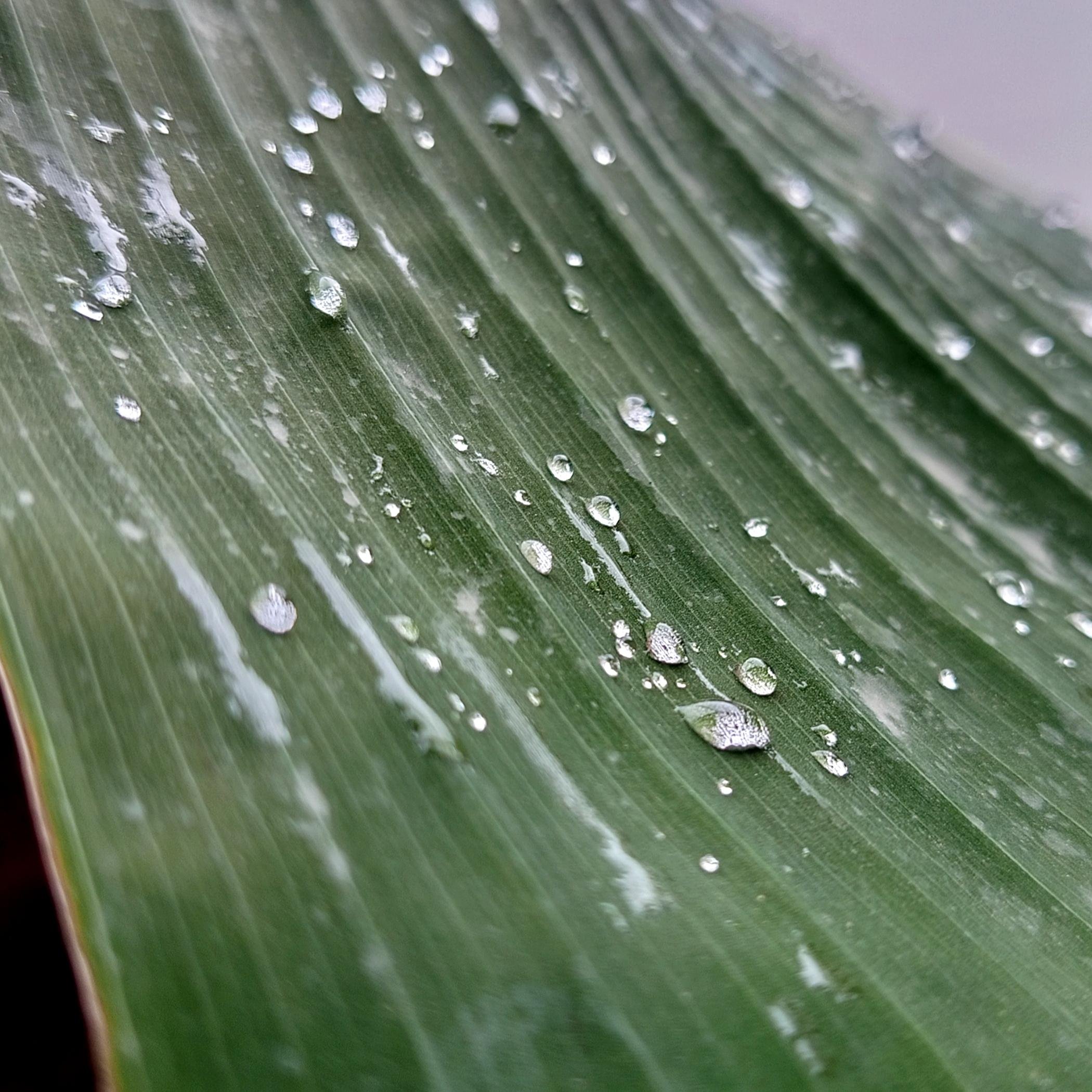 Una foto cuadrada del detalle de una hoja de platanera con gotas de lluvia sobre ella. Algunas se ven nítidas y otras borrosas. También se ve el rastro de agua de gotas que han caído