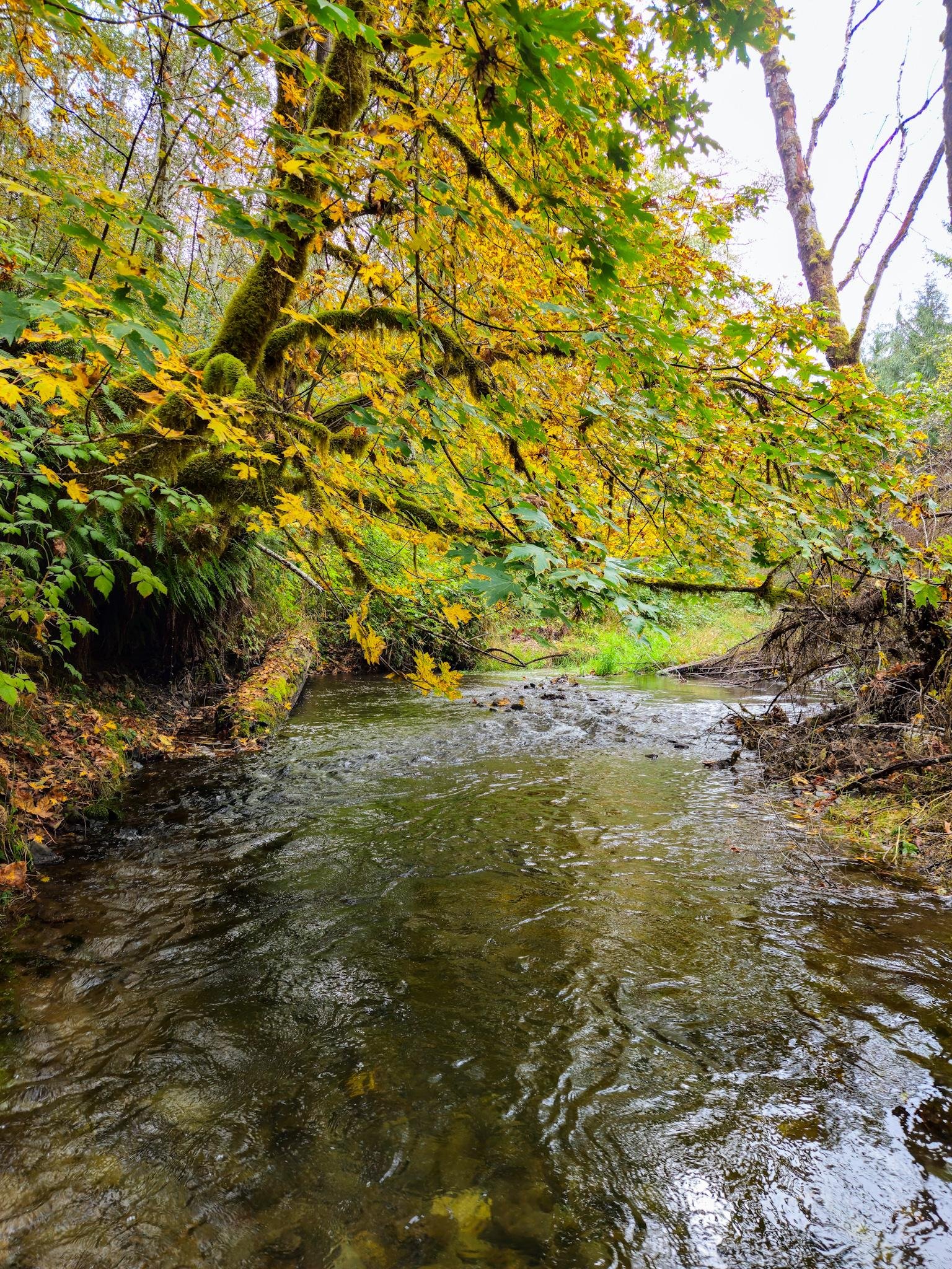 Shallow forest creek curving through a wooded area, with overhanging branches and moss-covered trunks on the left and yellow-green autumn leaves forming a canopy above; rippling water in the foreground and a brighter grassy bank in the distance.