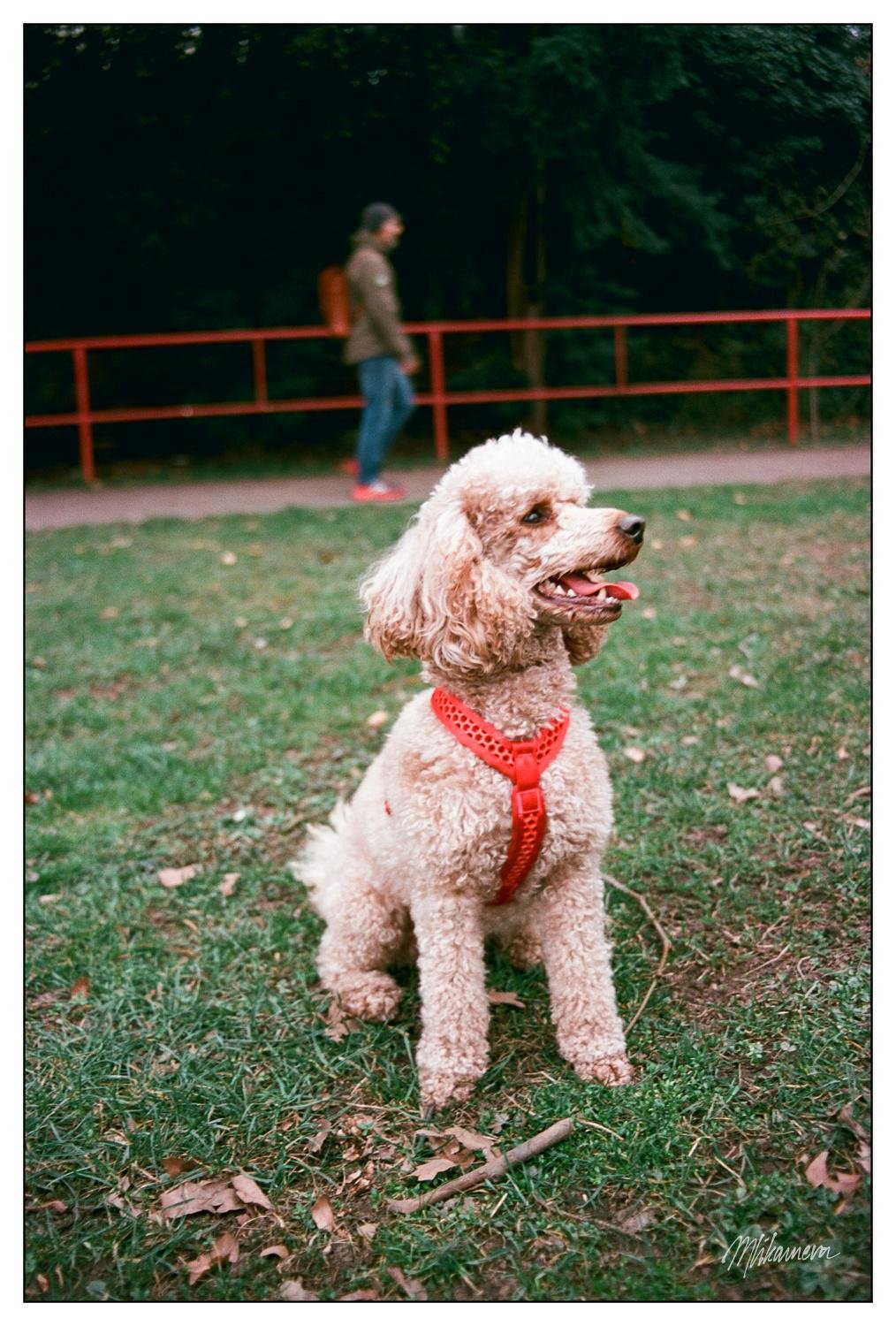 A photo of a peach poodle sitting in a park