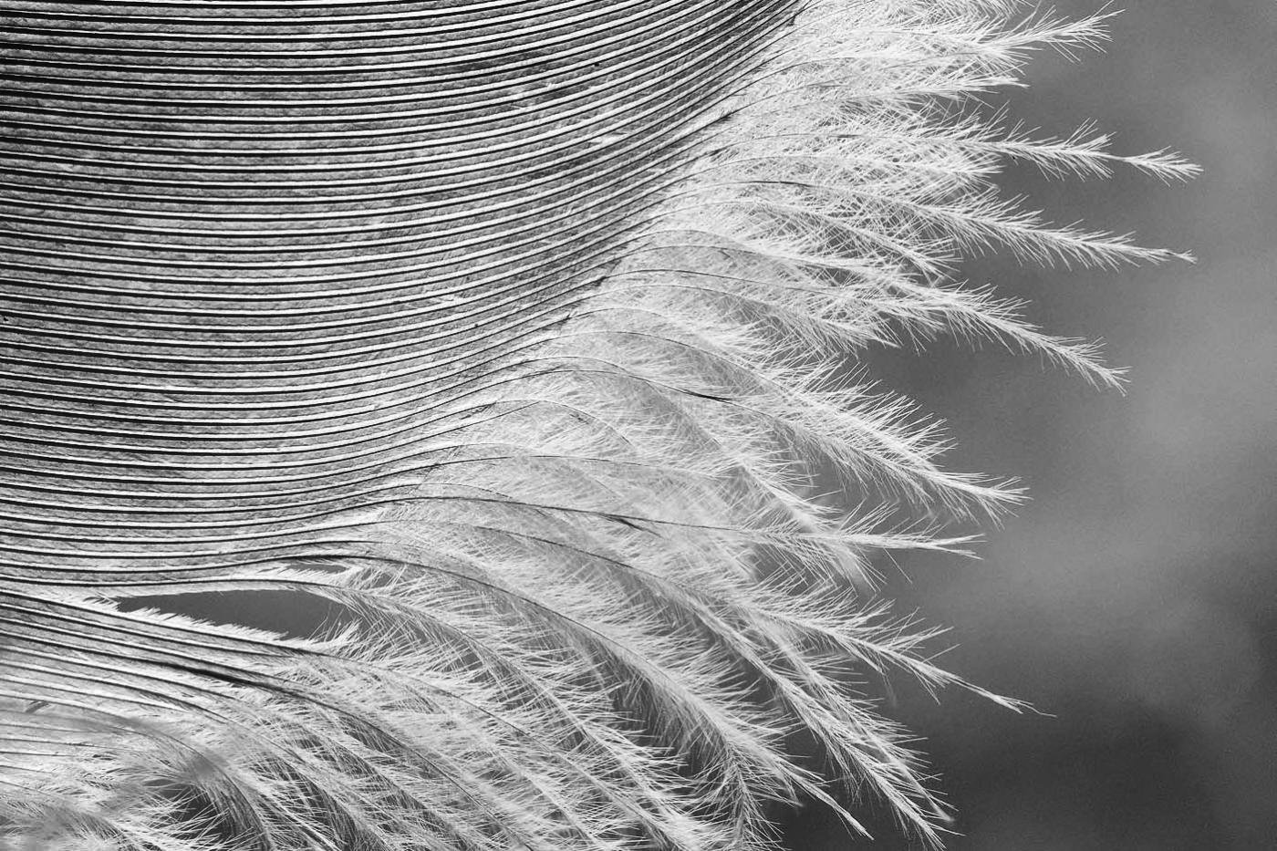 Close-up black-and-white photo of a bird feather, with tightly layered barbs on the left and a soft, frayed edge of downy filaments extending to the right against a blurred background.