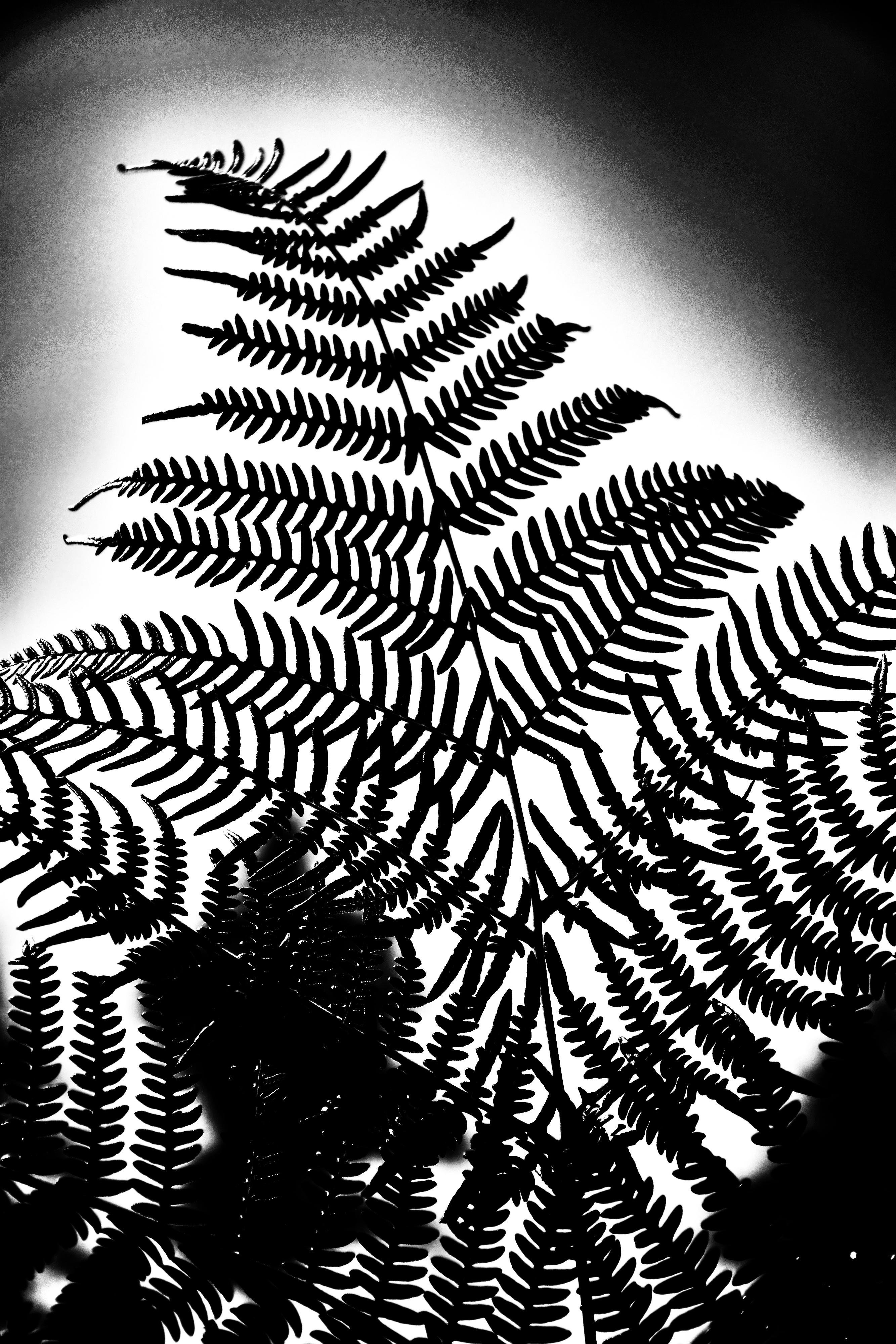 Black-and-white silhouette of overlapping fern fronds, with a tall central frond rising diagonally from bottom center toward the upper left against a bright background with dark vignette edges. 
### 
Schwarz-Weiß-Silhouette sich überlappender Farnwedel, wobei ein hoher, zentraler Wedel von der unteren Mitte aus diagonal nach oben links aufragt – vor einem hellen Hintergrund mit dunkler Vignettierung an den Rändern.