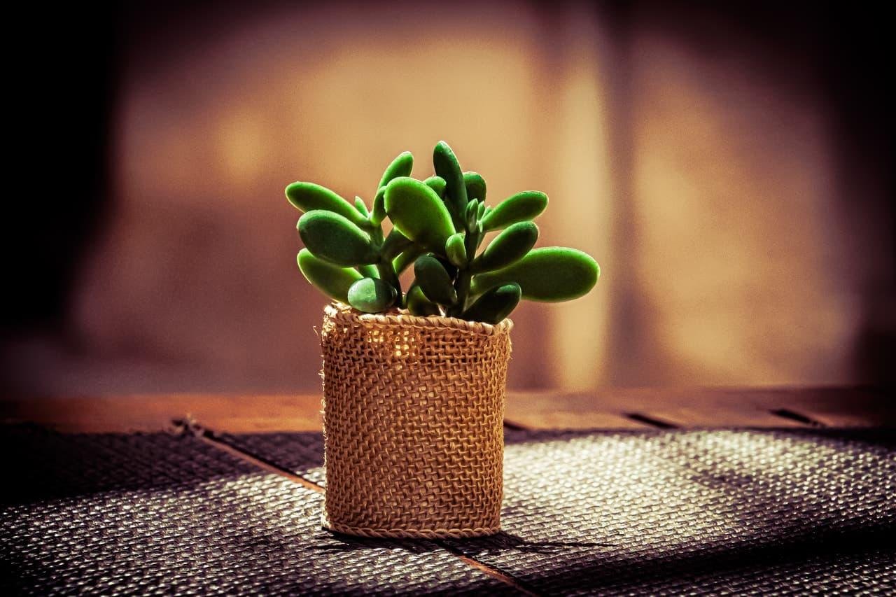 The image shows a small green succulent plant in a burlap-wrapped pot. The background is blurred, highlighting the plant as the focal point.