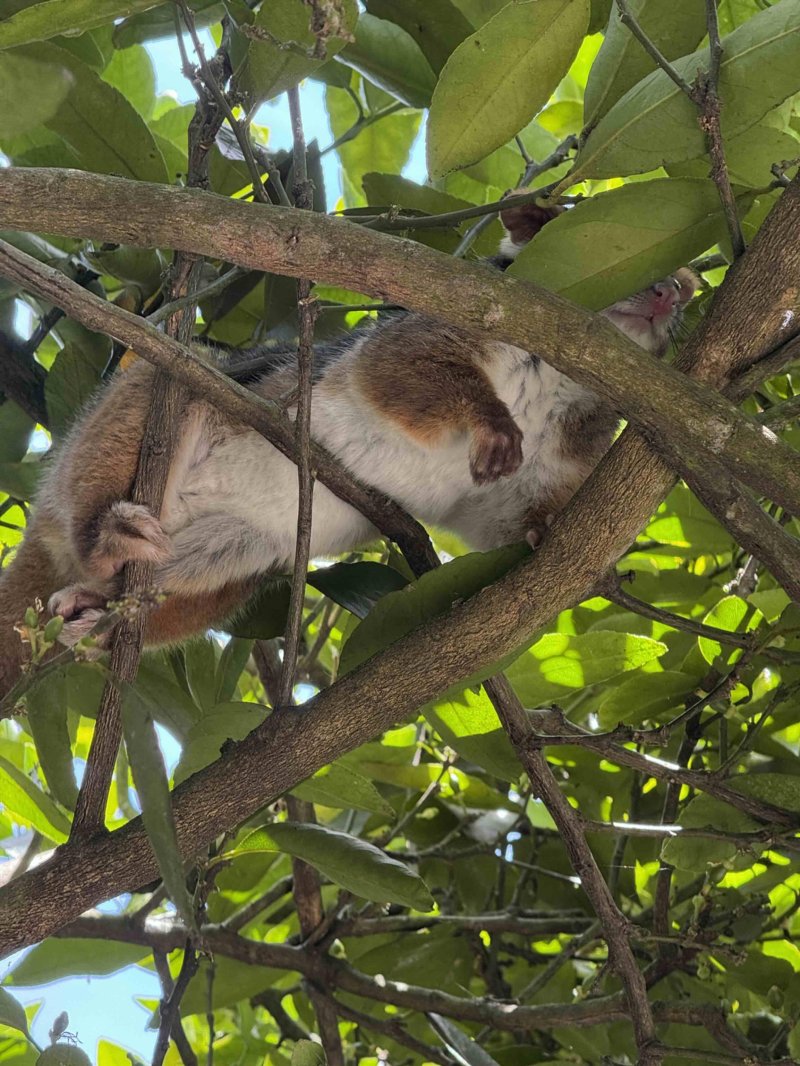 possum in tree