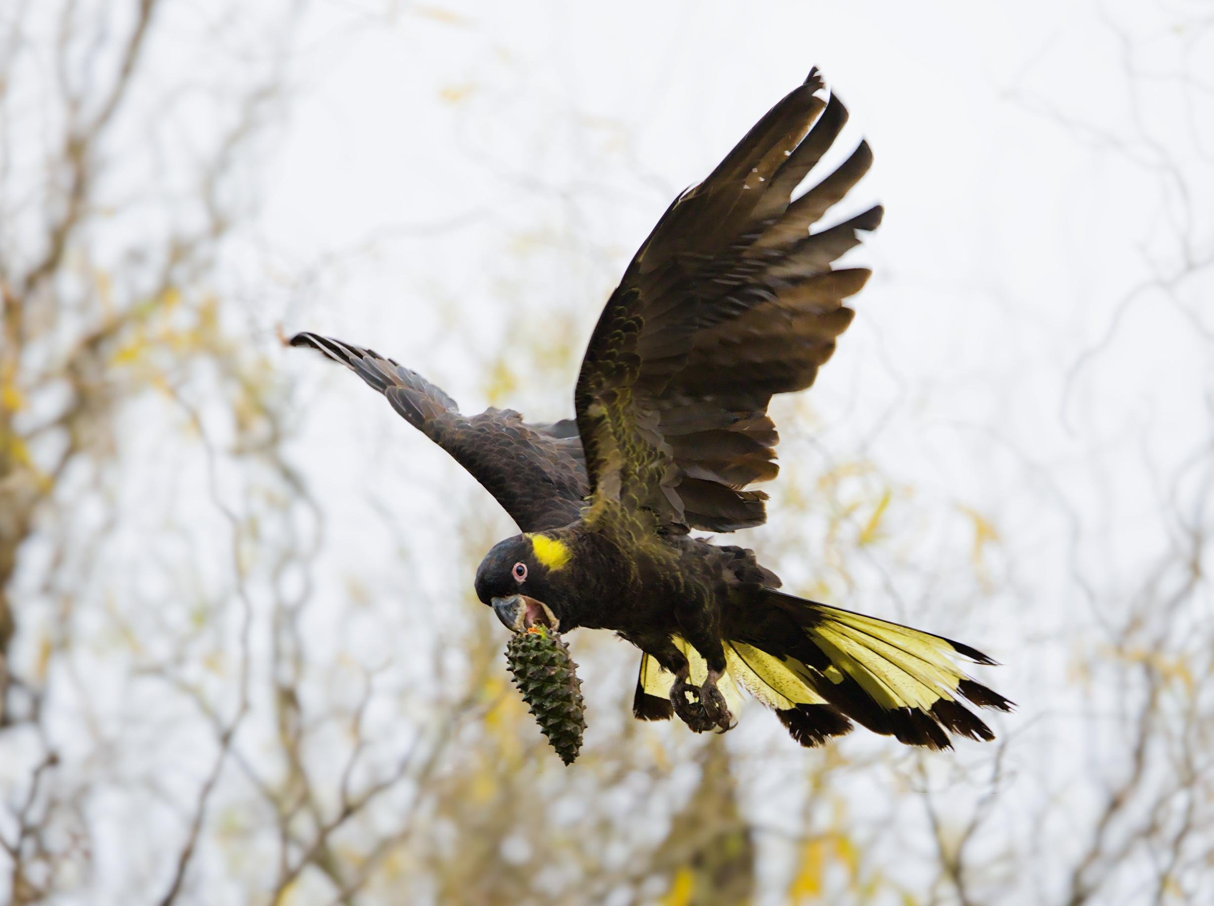 A Yellow-tailed black cockatoo in mid-flight with wings spread, holding a pine cone in its beak against a blurred background of bare tree branches.