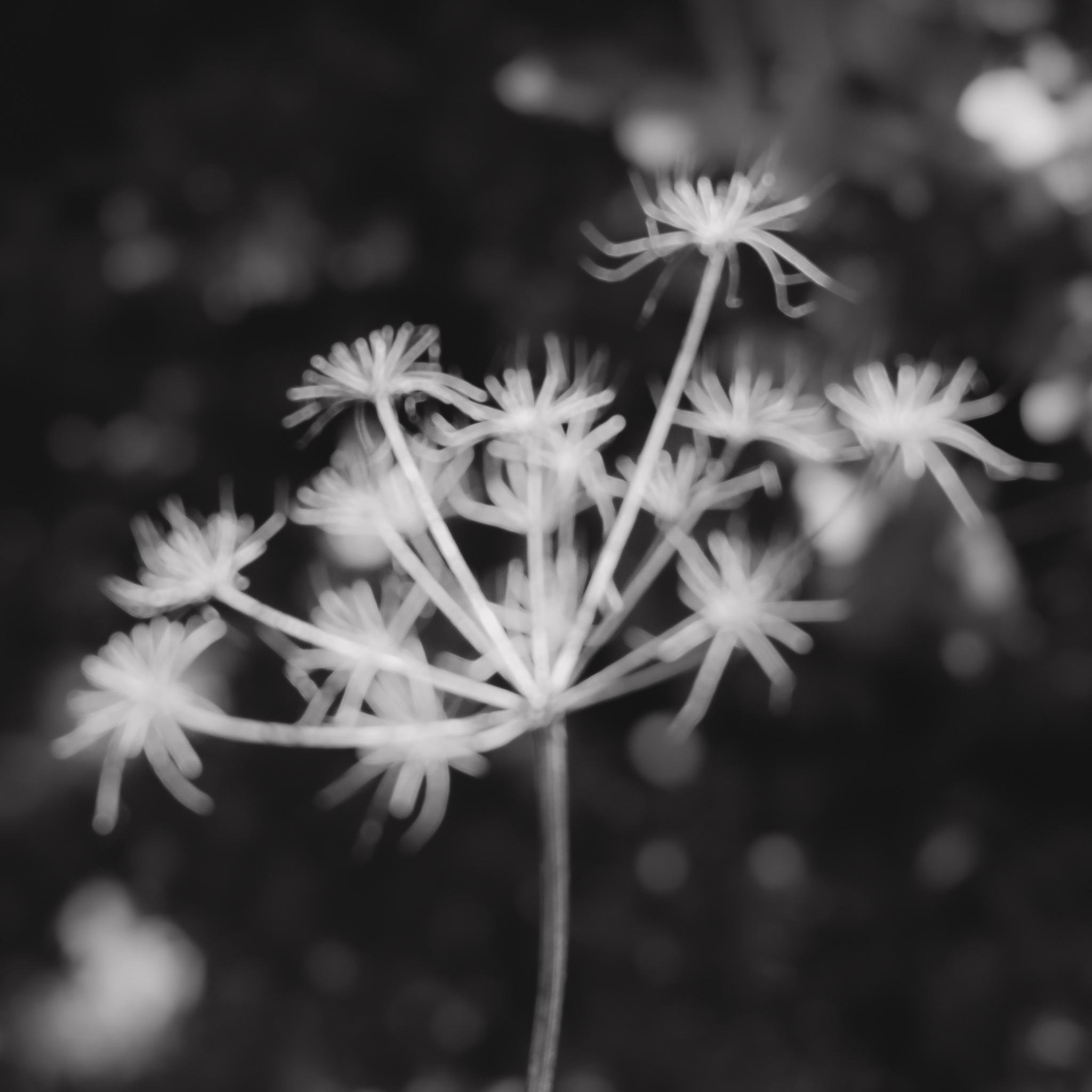 Close-up of a hogweed stalk with multiple thin stems and star shaped flower heads radiating from a central point, resembling a skeletal umbrella. The background is a soft, blurred mixture of dark and light tones. The image is in black and white.