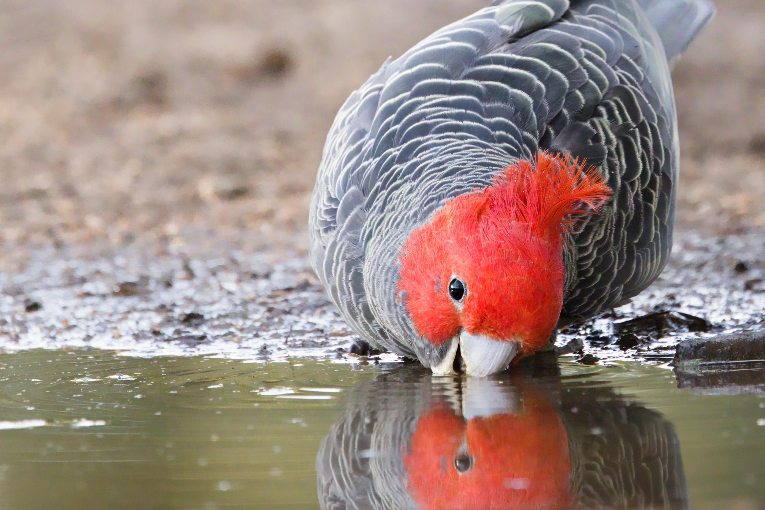 A male ganggang drinking from a shallow puddle, its beak touching the water and its reflection visible on the surface.