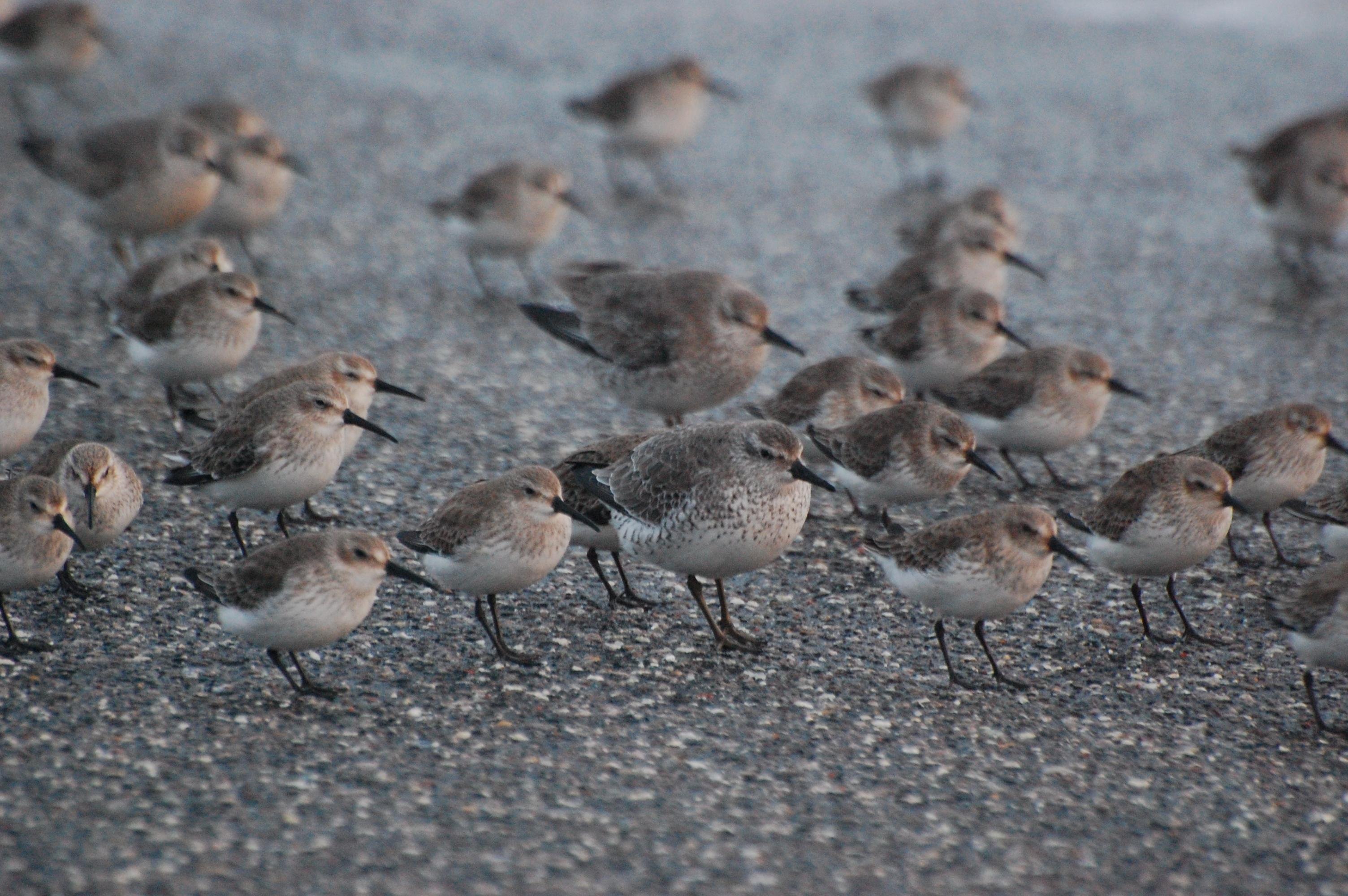A group of small shorebirds with brown and white plumage standing closely together on a pebbled surface, with a slightly blurred background showing additional birds.