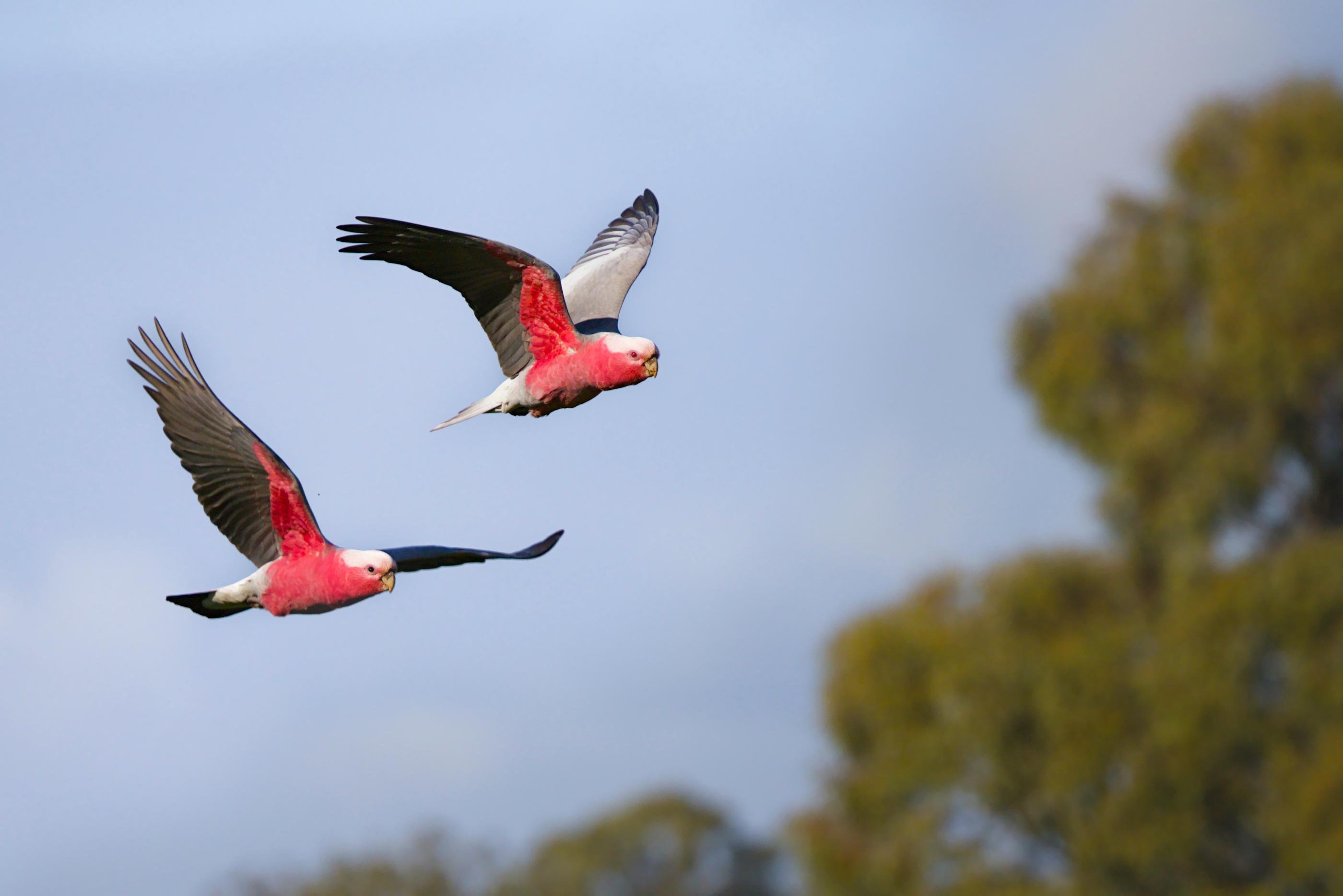 Two Galahs in mid-flight against a pale blue sky, with blurred green treetops in the background.