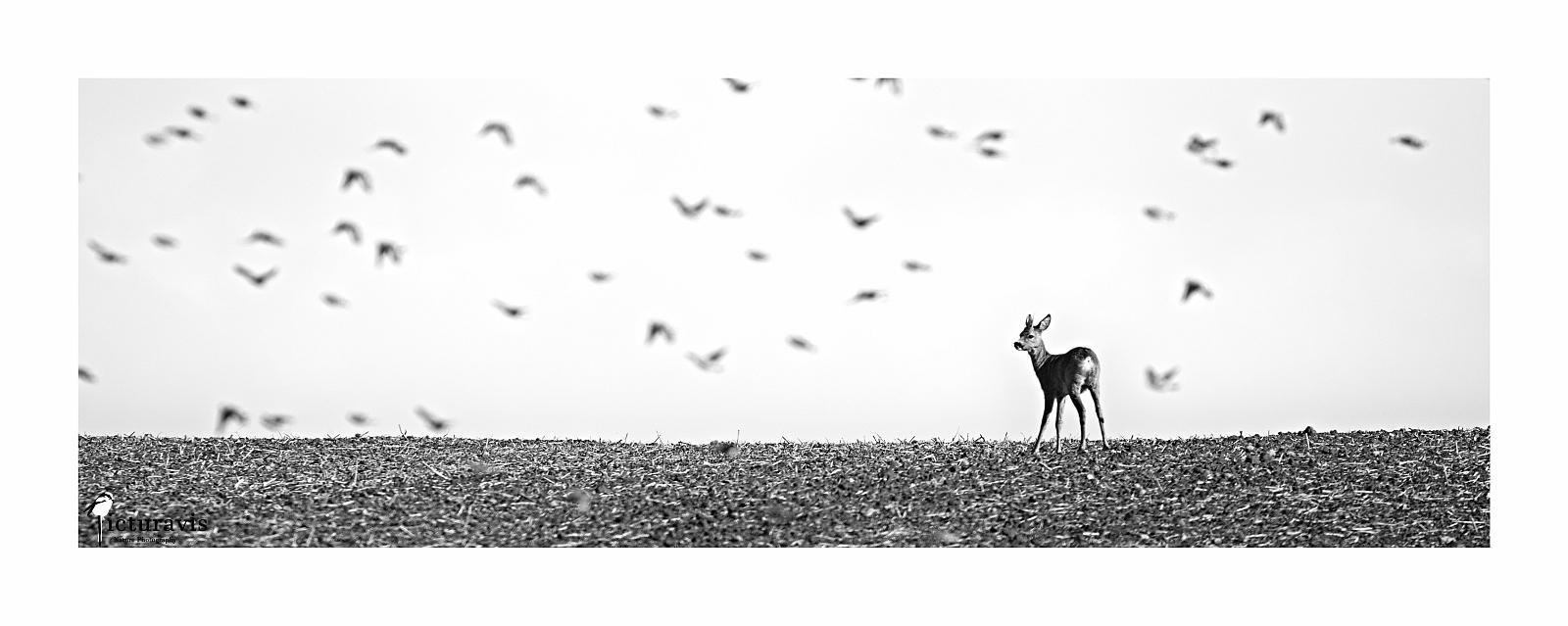 A black and white panoramic crop of a serene scene on a field. A European roe deer stands, looking to the left, while a flock of common linnets fly across the image.