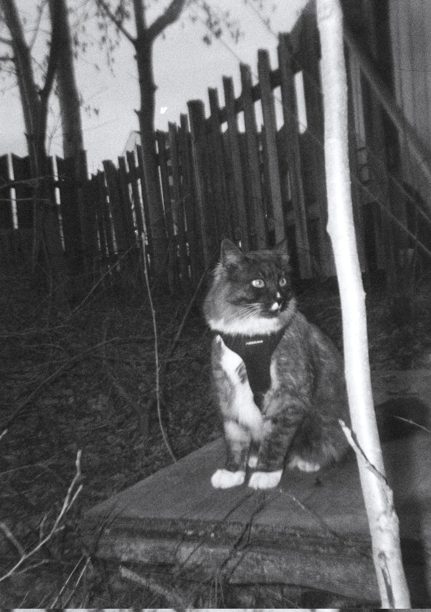 Blurry black and white scan of a half-frame shot.

A black and white cat sitting over a wood palette in a backyard. 

A wooden fence and some naked trees are visible in the background.

#halfframe #iso400 #BW #canada #quebec #35mm