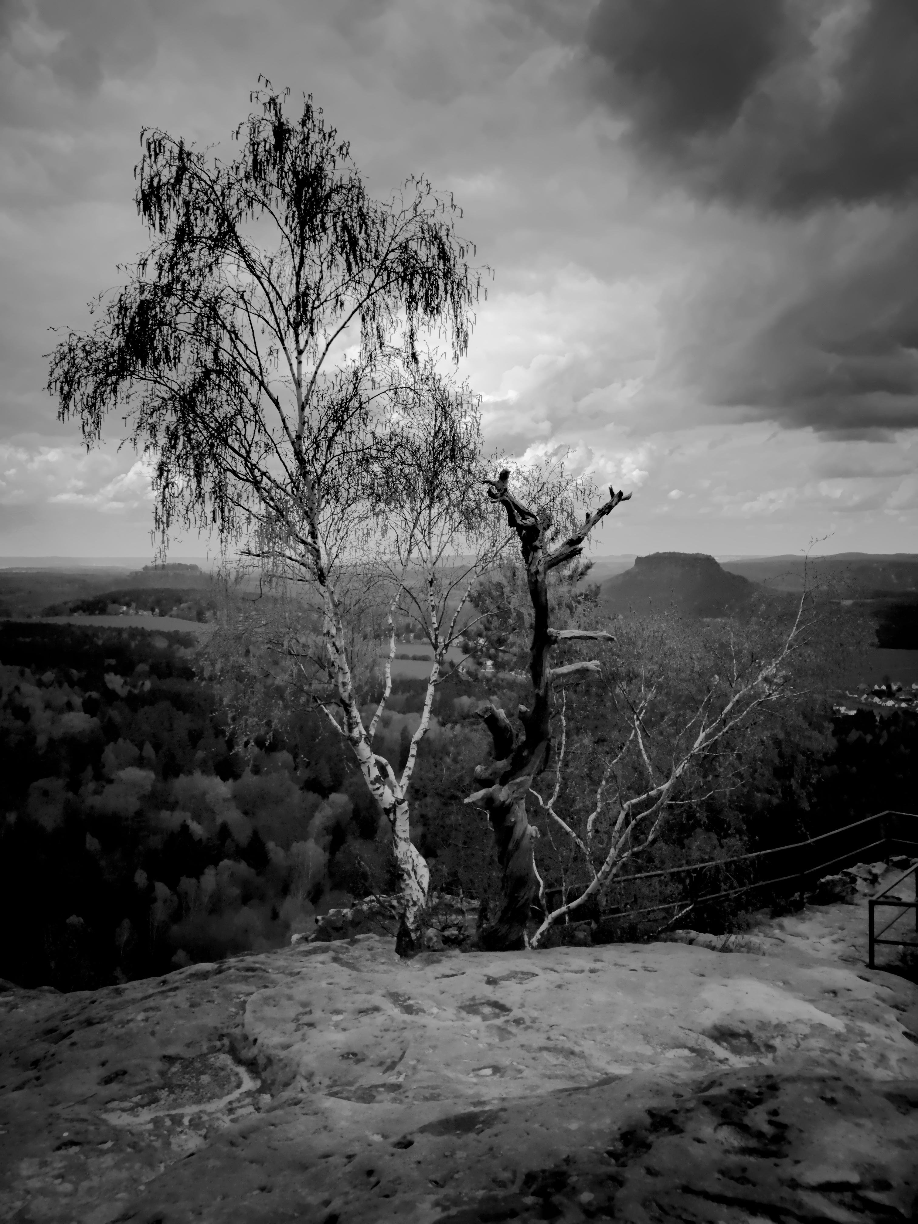 The image features a black and white landscape with a dramatic sky. In the foreground, there are a couple of trees, one of which is bare with twisted branches, and the other has thin, delicate leaves. The scene seems to be on elevated ground, possibly a rocky or cliff-like area, with a view of distant hills and forests in the background. The clouds above add a moody, atmospheric element to the photograph.