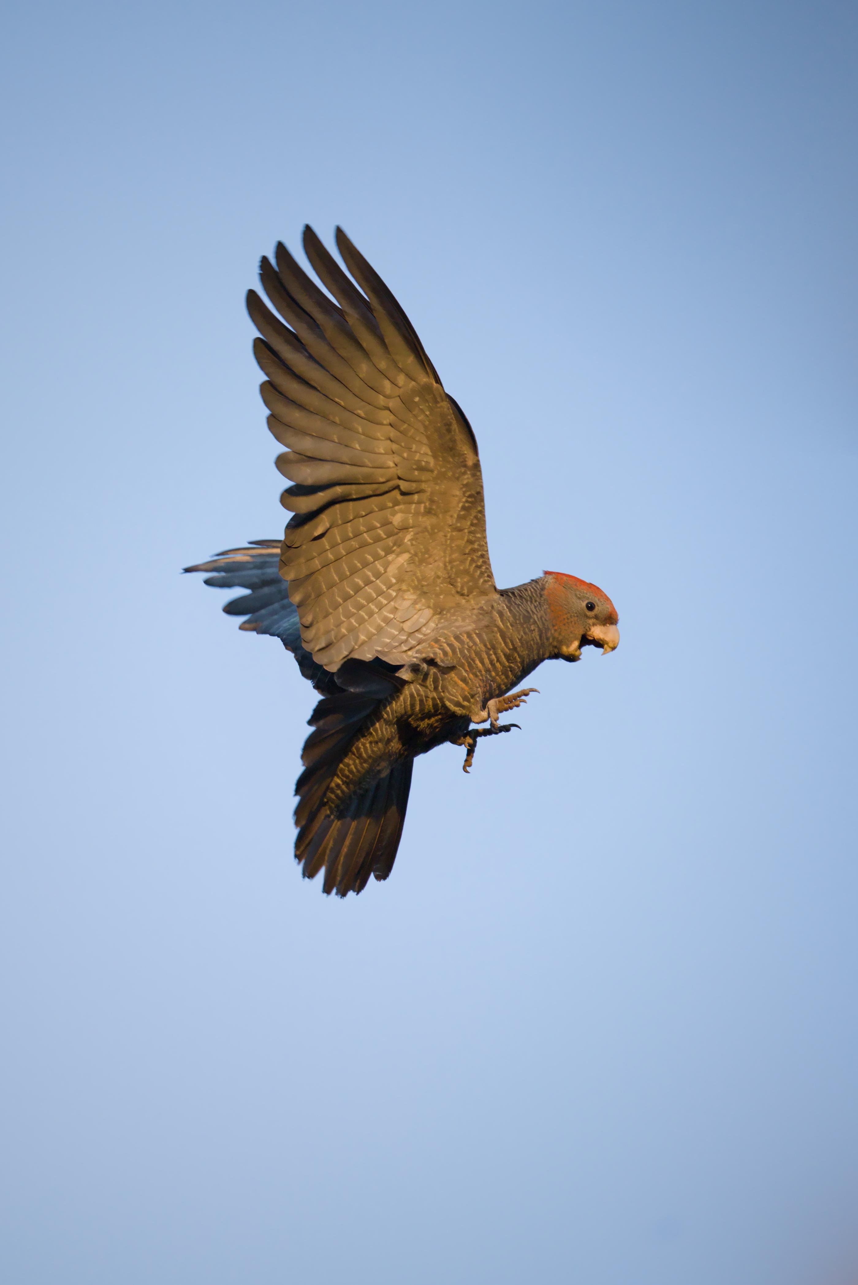 A juvenile male gang gang in midair against a clear blue sky, wings spread wide and tail fanned, red forehead visible, feet tucked forward and beak slightly open.