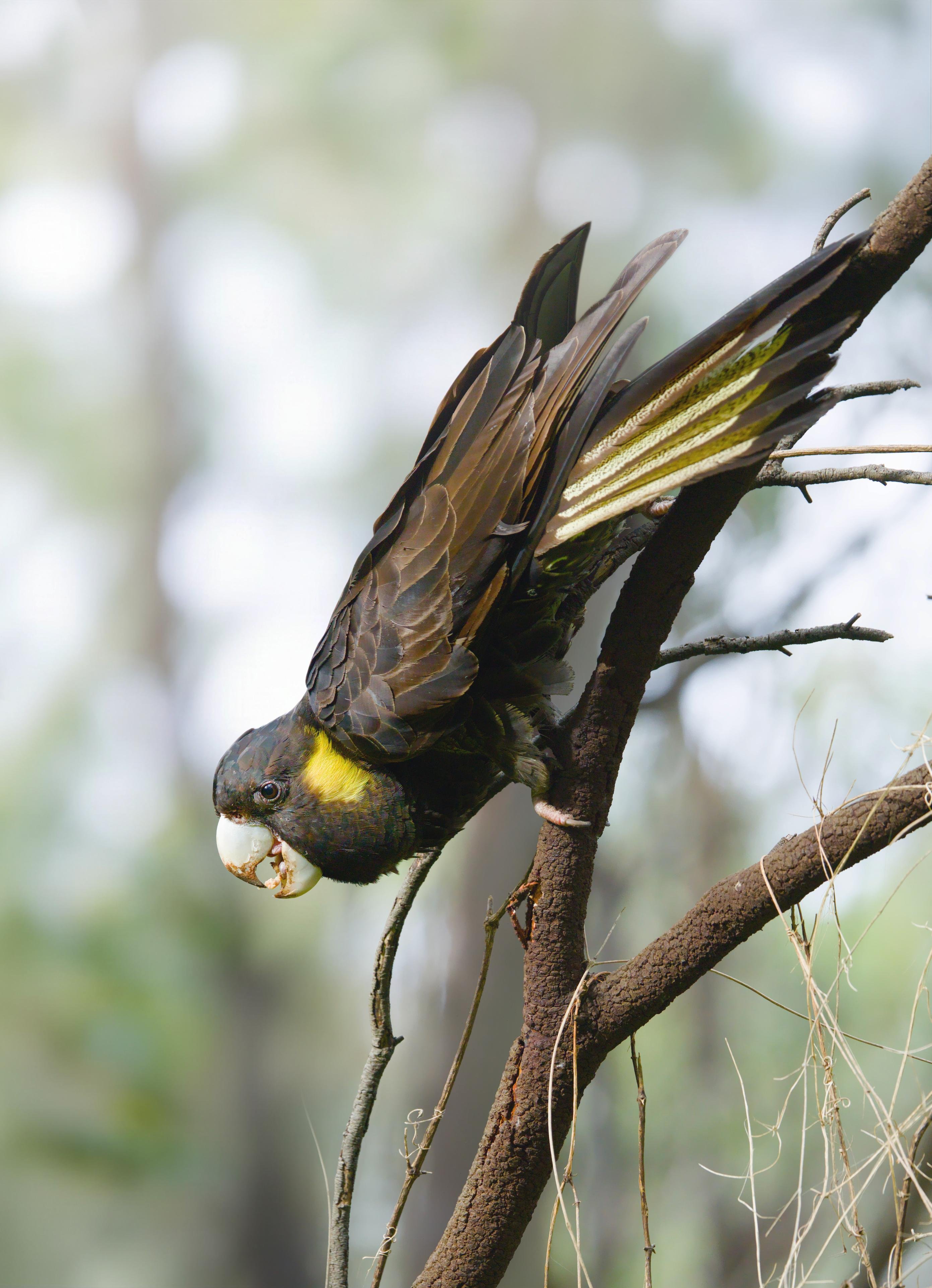 A yellow-tailed cockatoo clinging sideways to a tree branch, head angled downward with beak open.