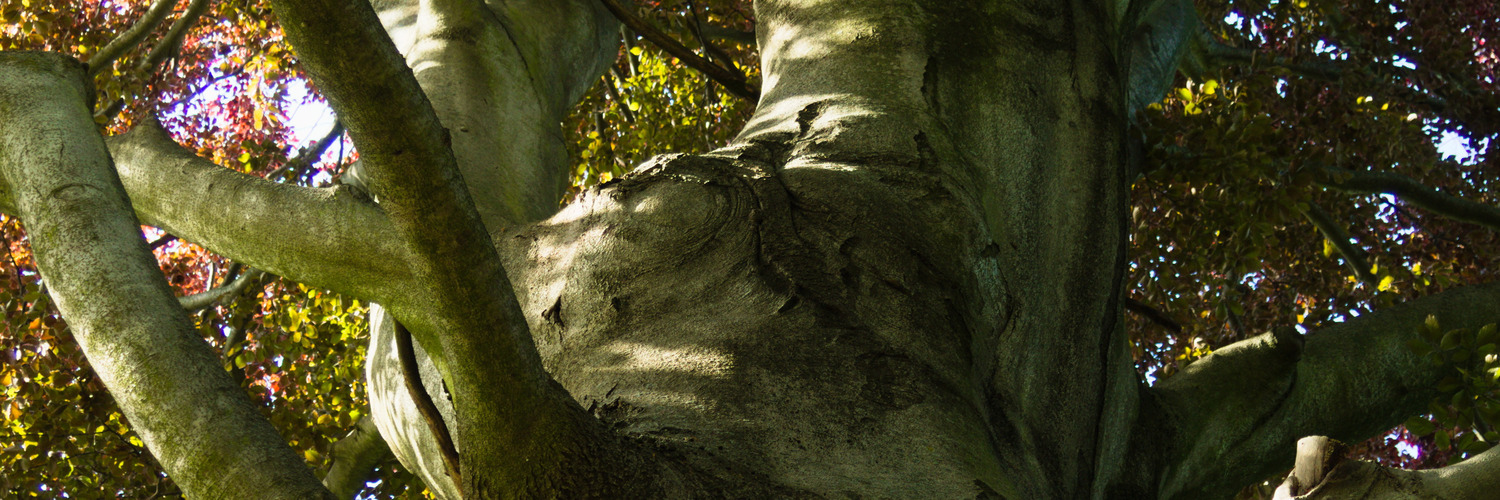 header profile