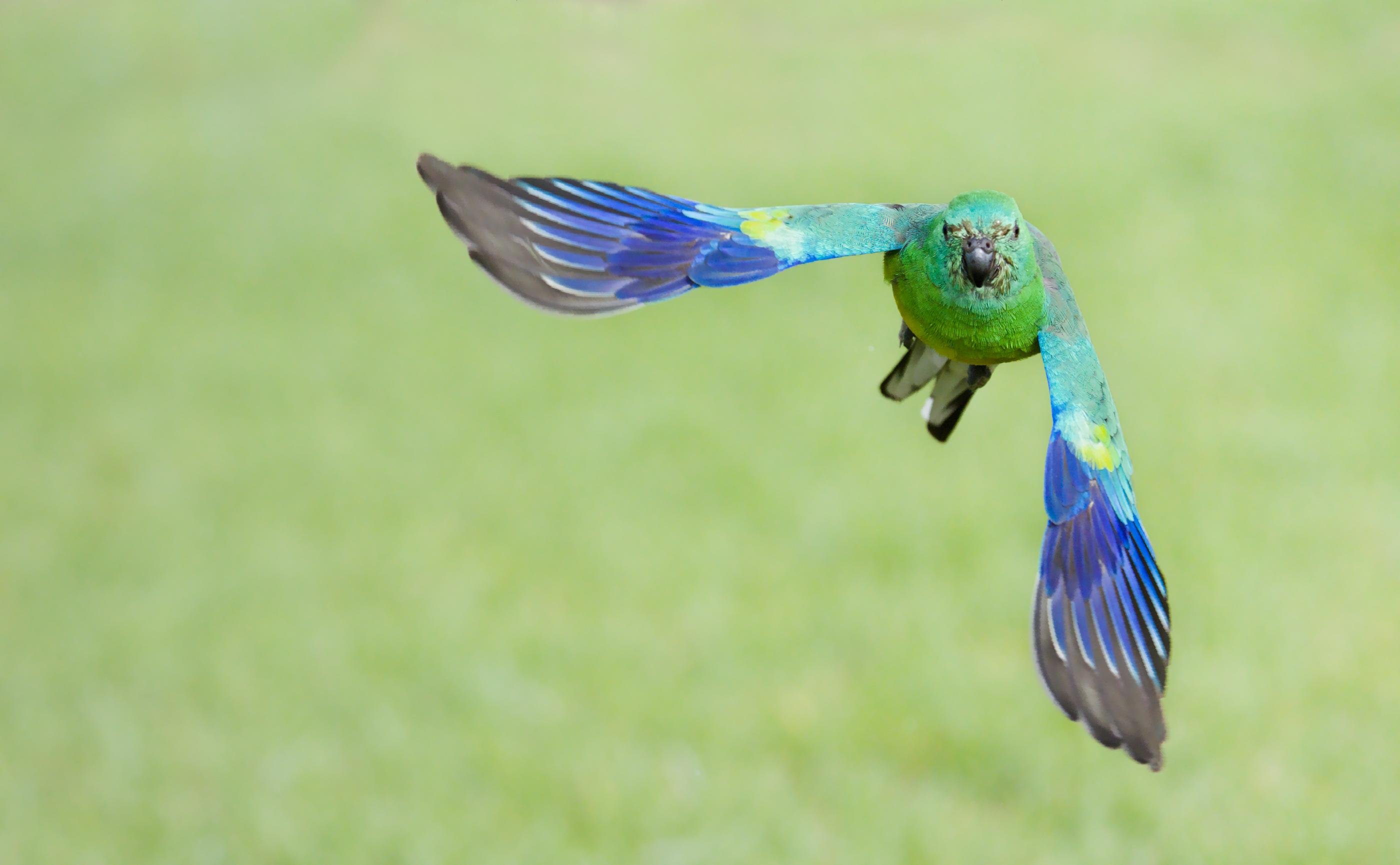 A male red-rumped parrot mid-flight facing the camera, wings spread wide with dark-tipped blue feathers, against a blurred light-green background.