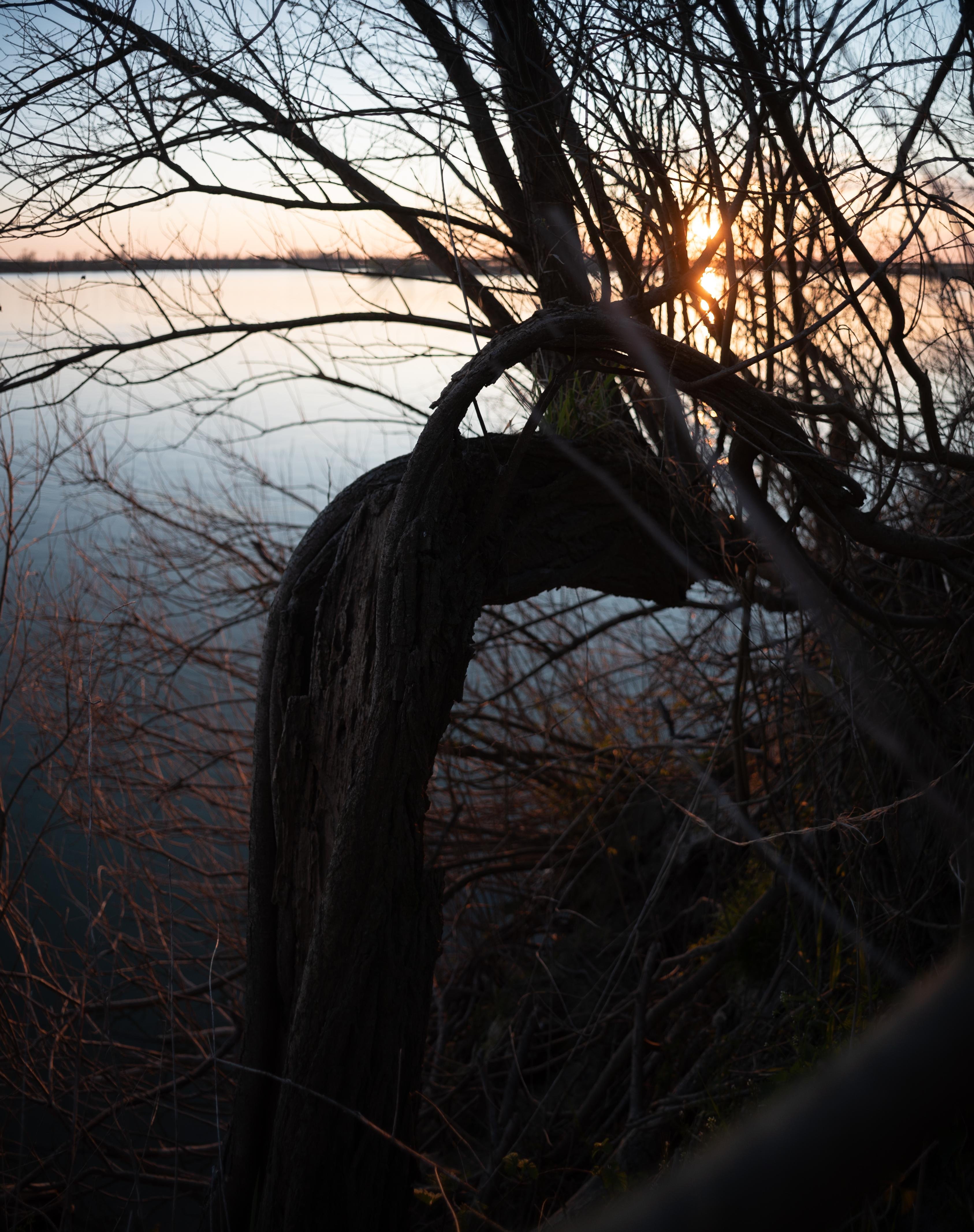 a tree bending near a river during sunset