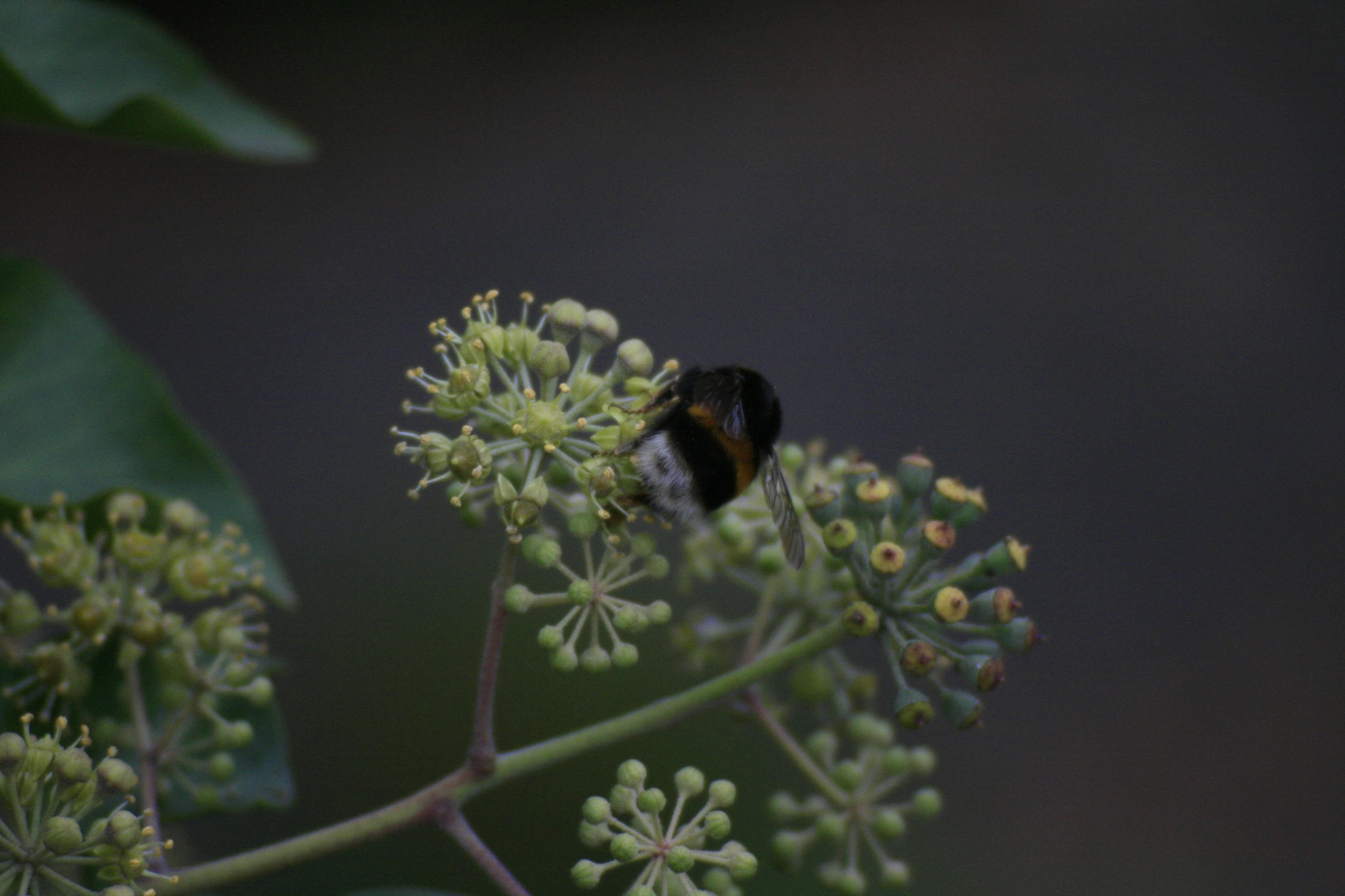 a bumblebee sitting on a white flower