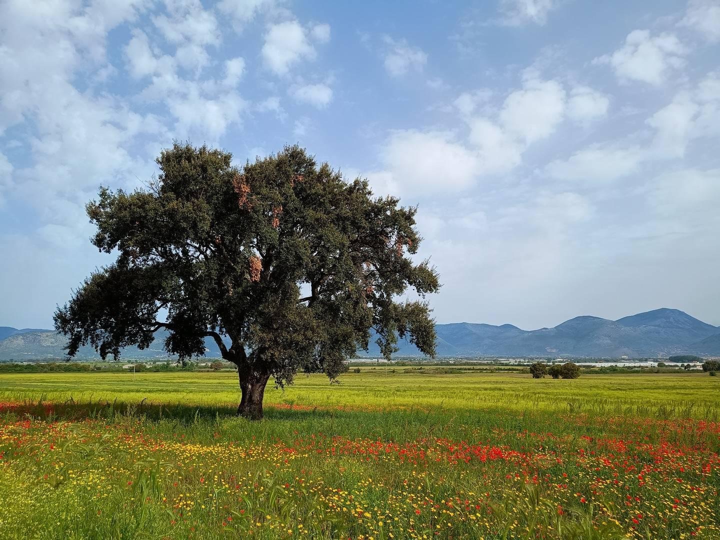 Albero di leccio su un prato fiorito primaverile, sullo sfondo le montagne e il cielo costellato di nuvole tranquille.