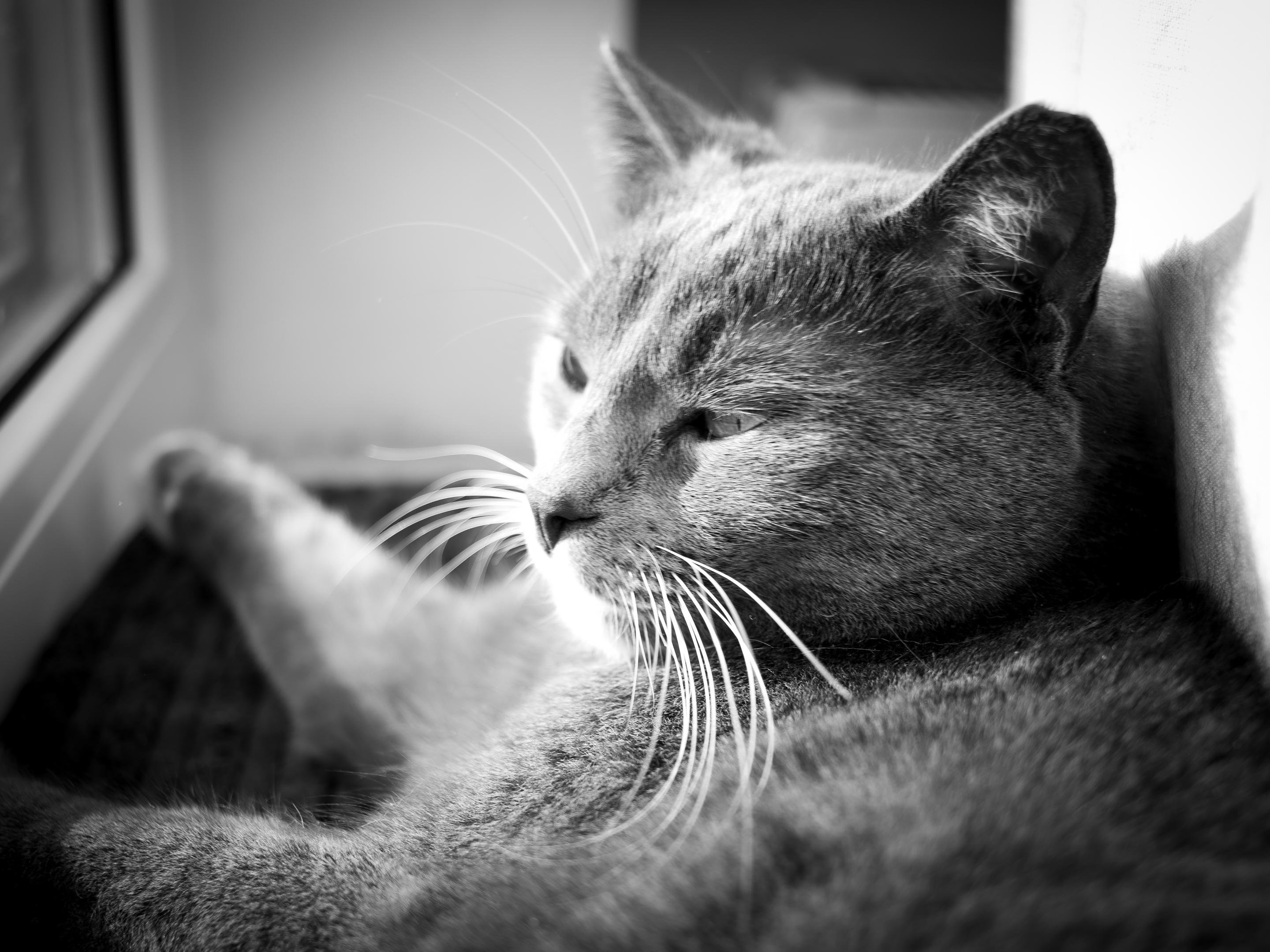 Black-and-white close-up of a cat lying on a windowsill, head turned toward the window with one paw stretched out and whiskers sharply visible.