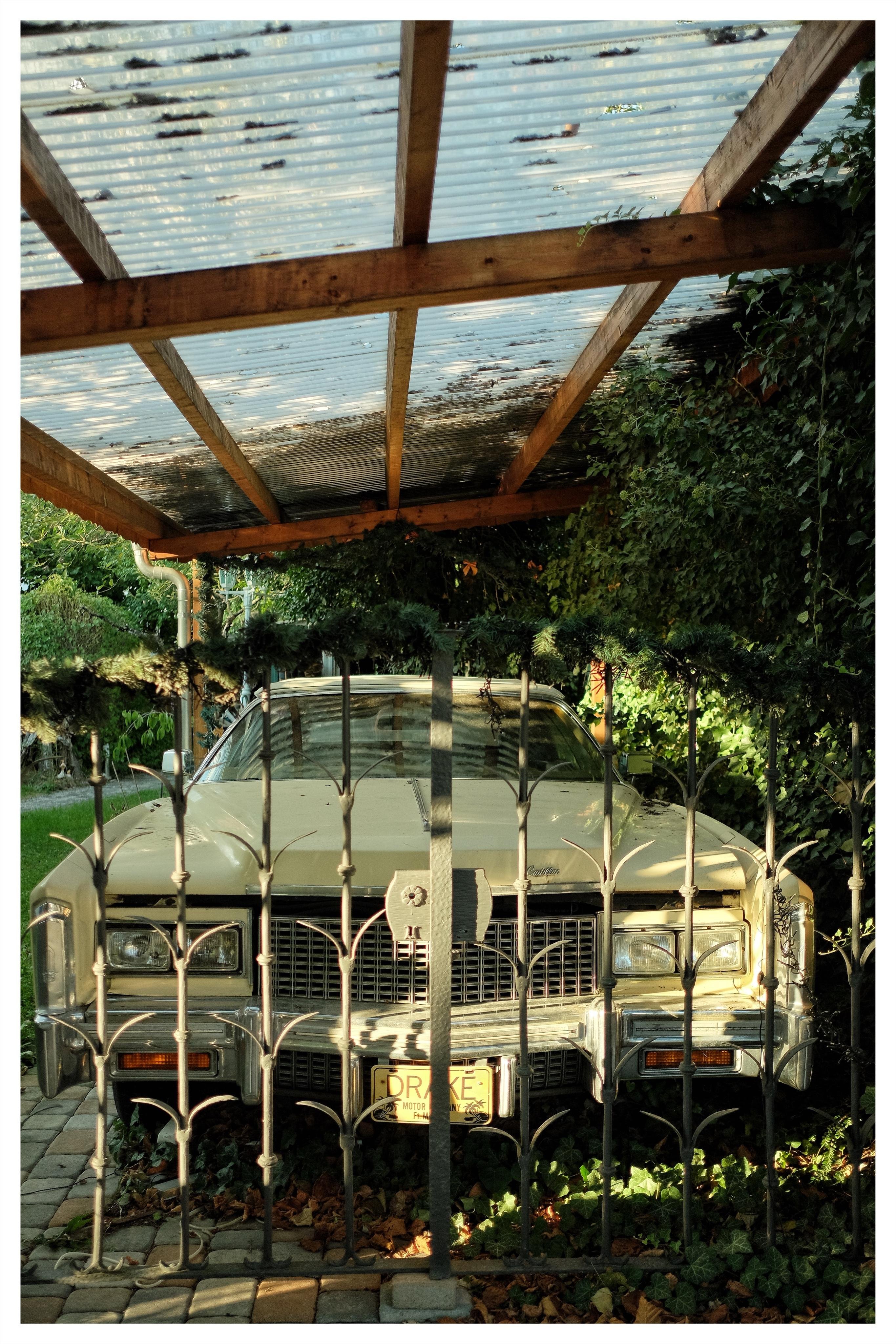 Front view of a vintage beige sedan parked under a wooden carport with a translucent corrugated roof, seen through an ornate metal gate; dense green vines and foliage surround the right side and rear, with cobblestone paving and fallen leaves in the foreground.