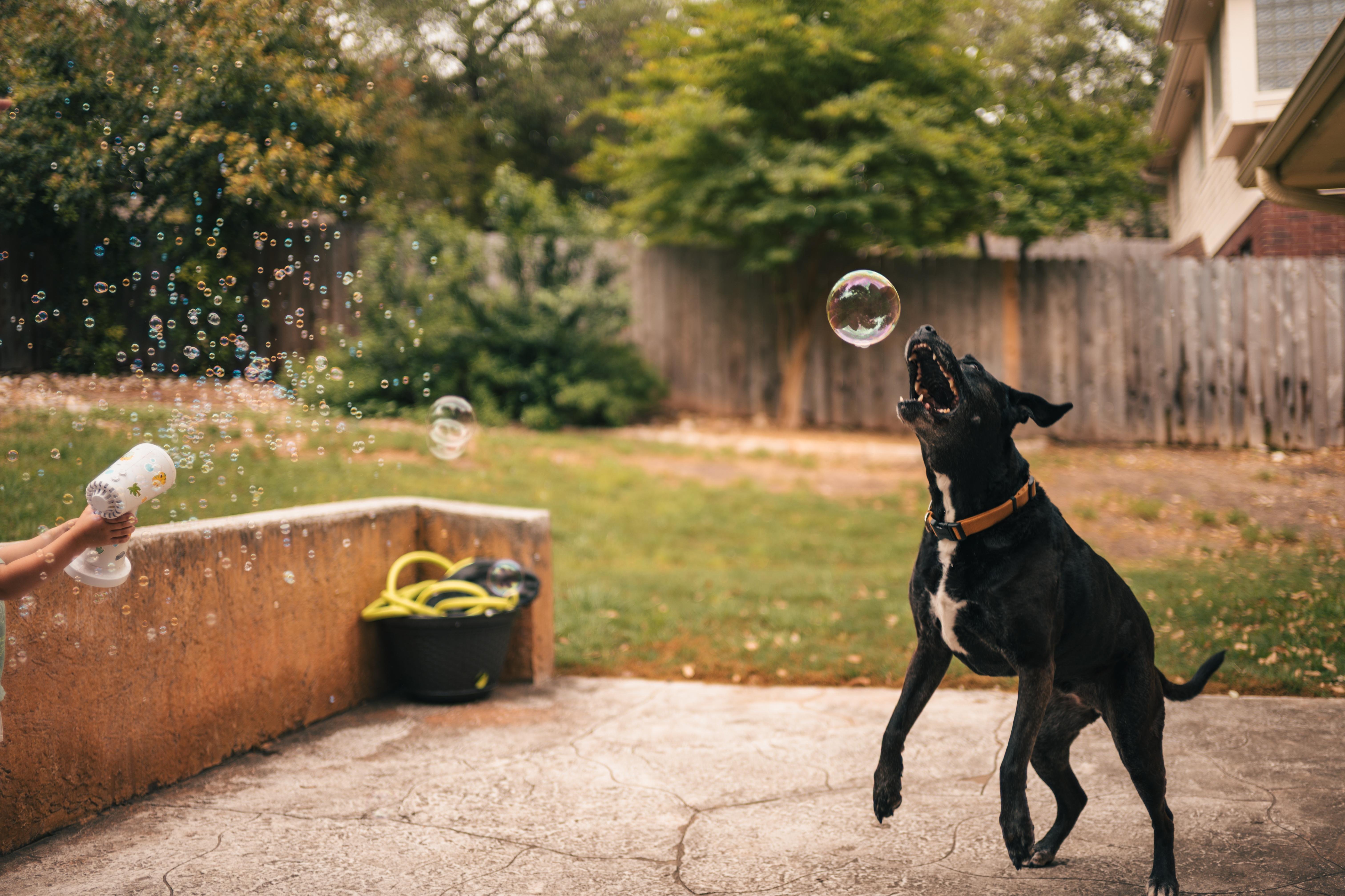 A black dog with a white chest jumps on a patio attempting to catch a bubble. A person on the left holds a bubble machine releasing more bubbles. In the background, there is a wooden fence, green bushes.