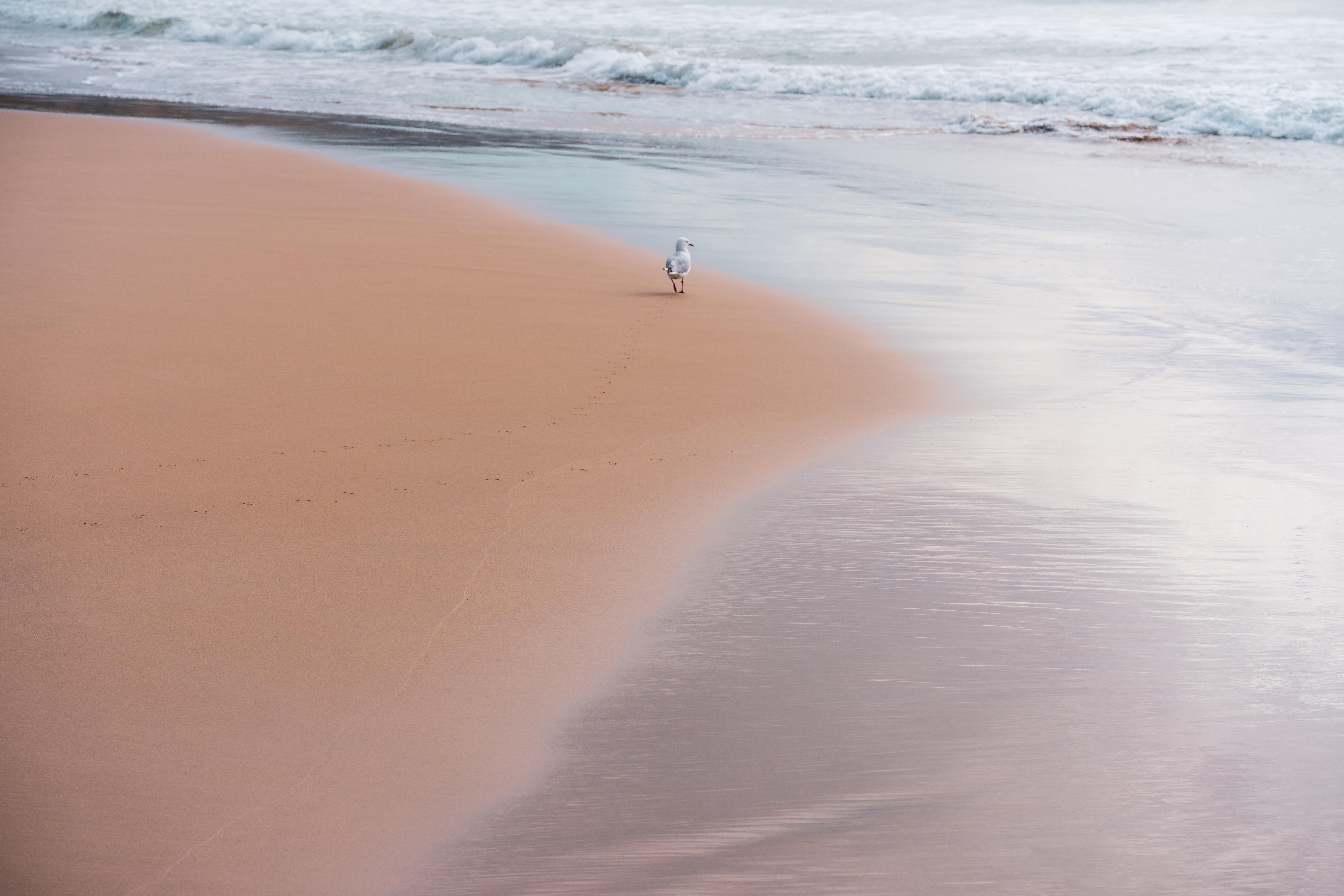 The image shows a beach scene with a single seagull on the wet sand. The water waves are gently lapping at the shore. The beach appears empty and calm, highlighting the solitary seagull.